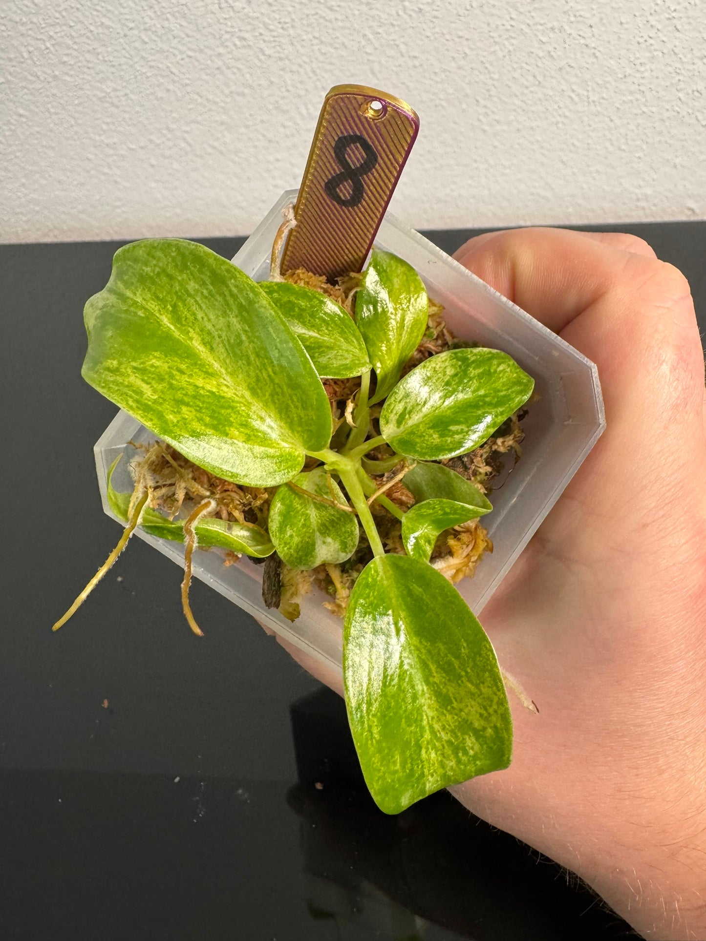 Philodendron Giganteum Blizzard Var. FoxerasPlants