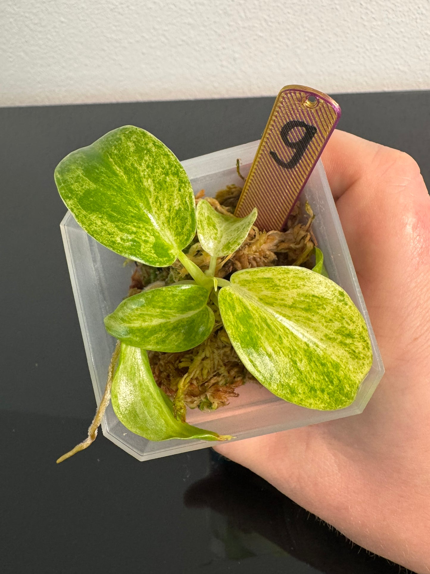 Philodendron Giganteum Blizzard Var. FoxerasPlants