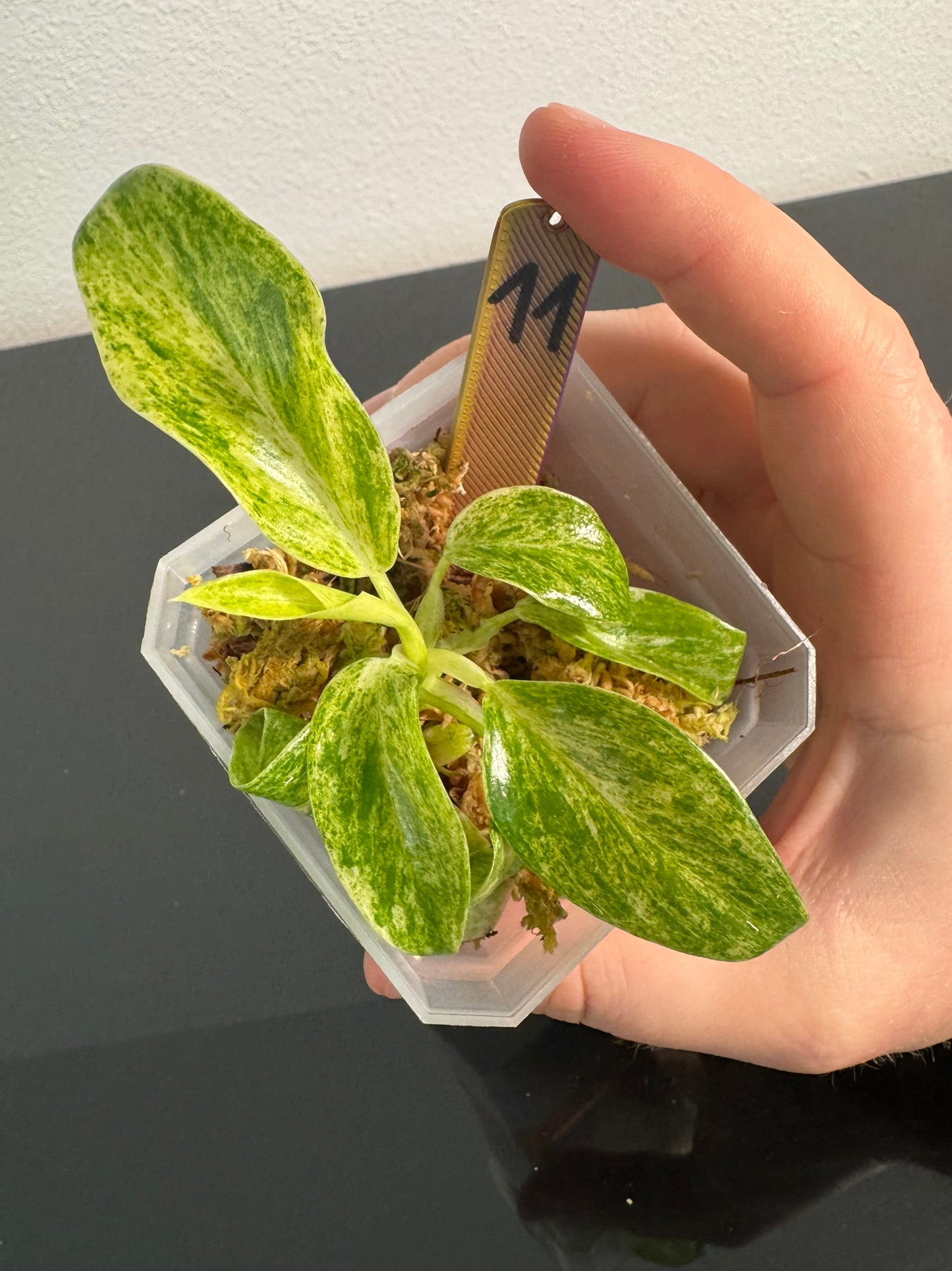Philodendron Giganteum Blizzard Var. FoxerasPlants