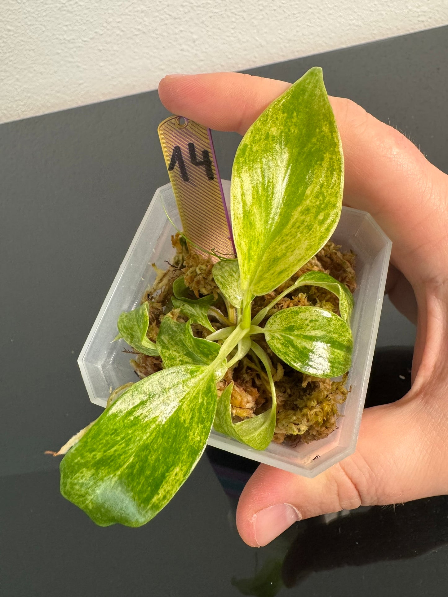 Philodendron Giganteum Blizzard Var. FoxerasPlants