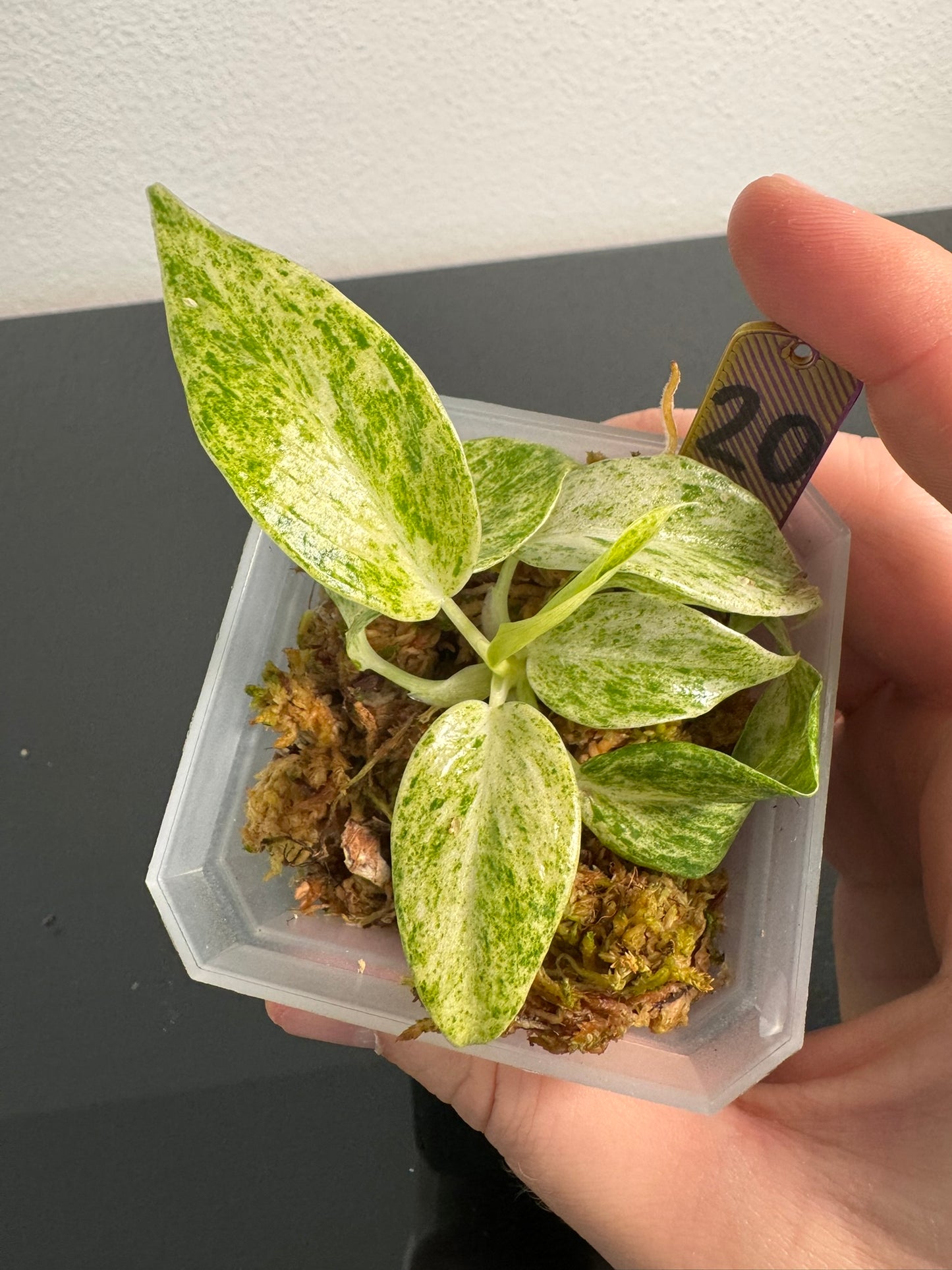 Philodendron Giganteum Blizzard Var. FoxerasPlants