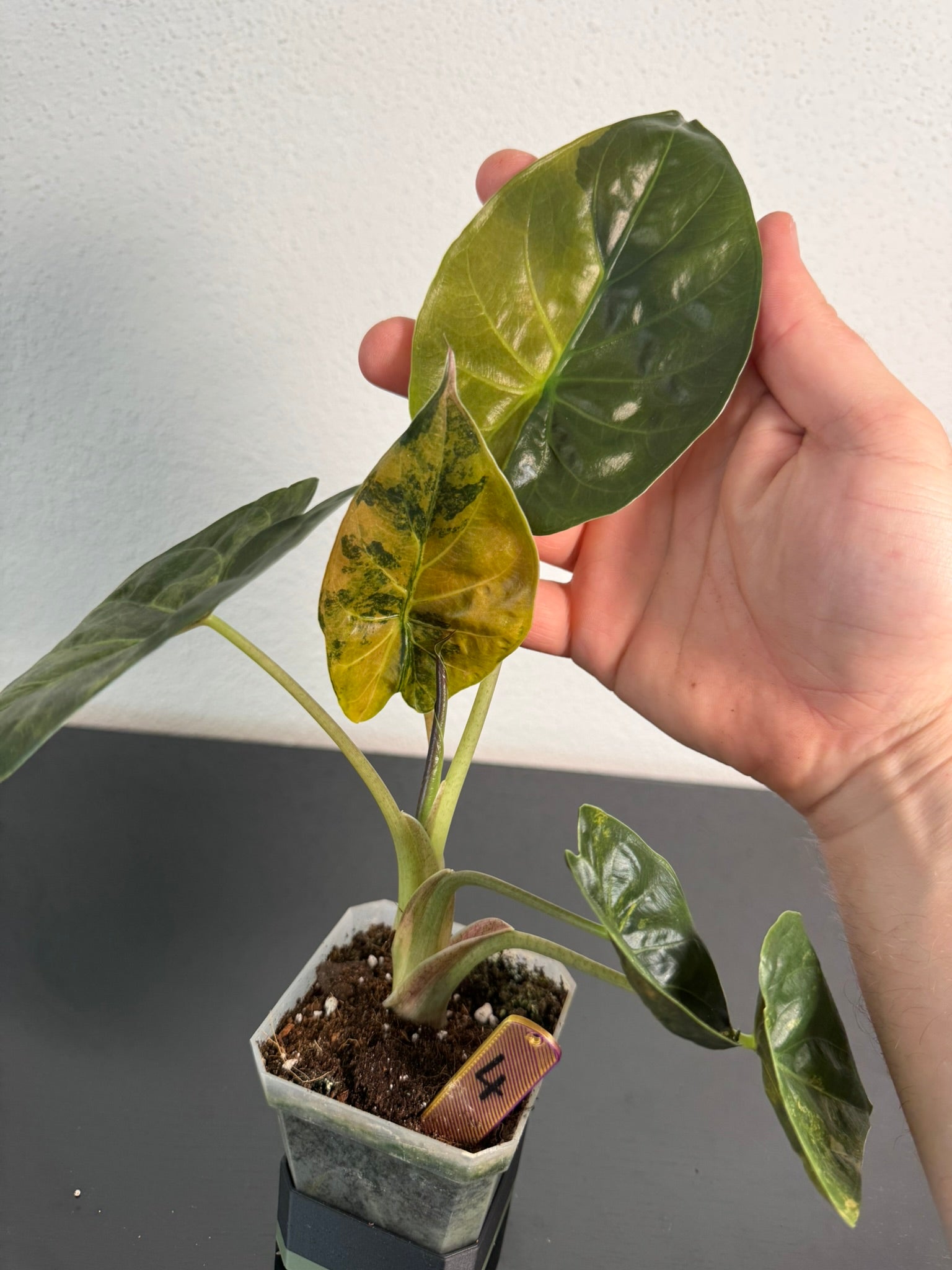 Alocasia Wentii Aurea FoxerasPlants