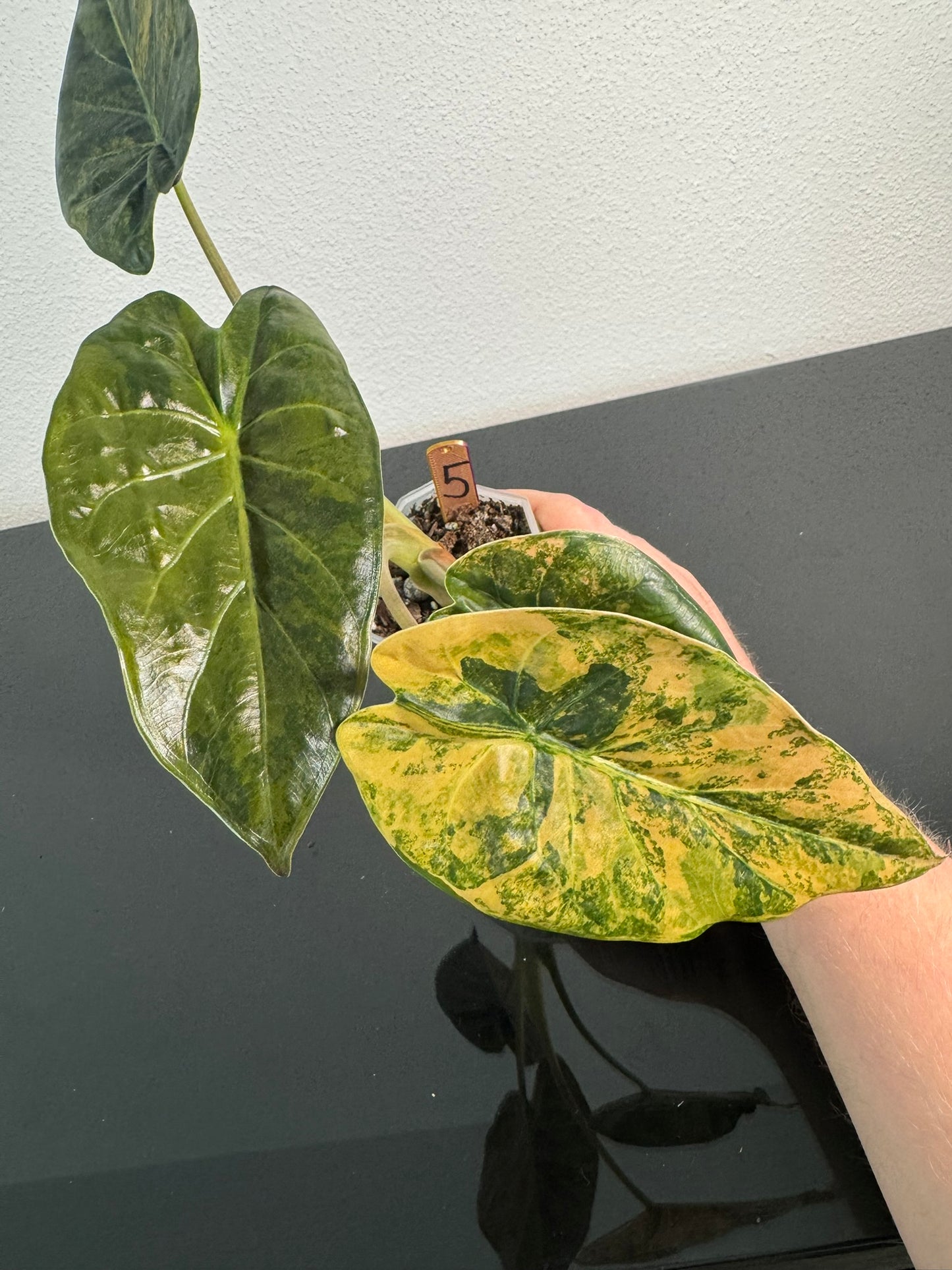Alocasia Wentii Aurea FoxerasPlants