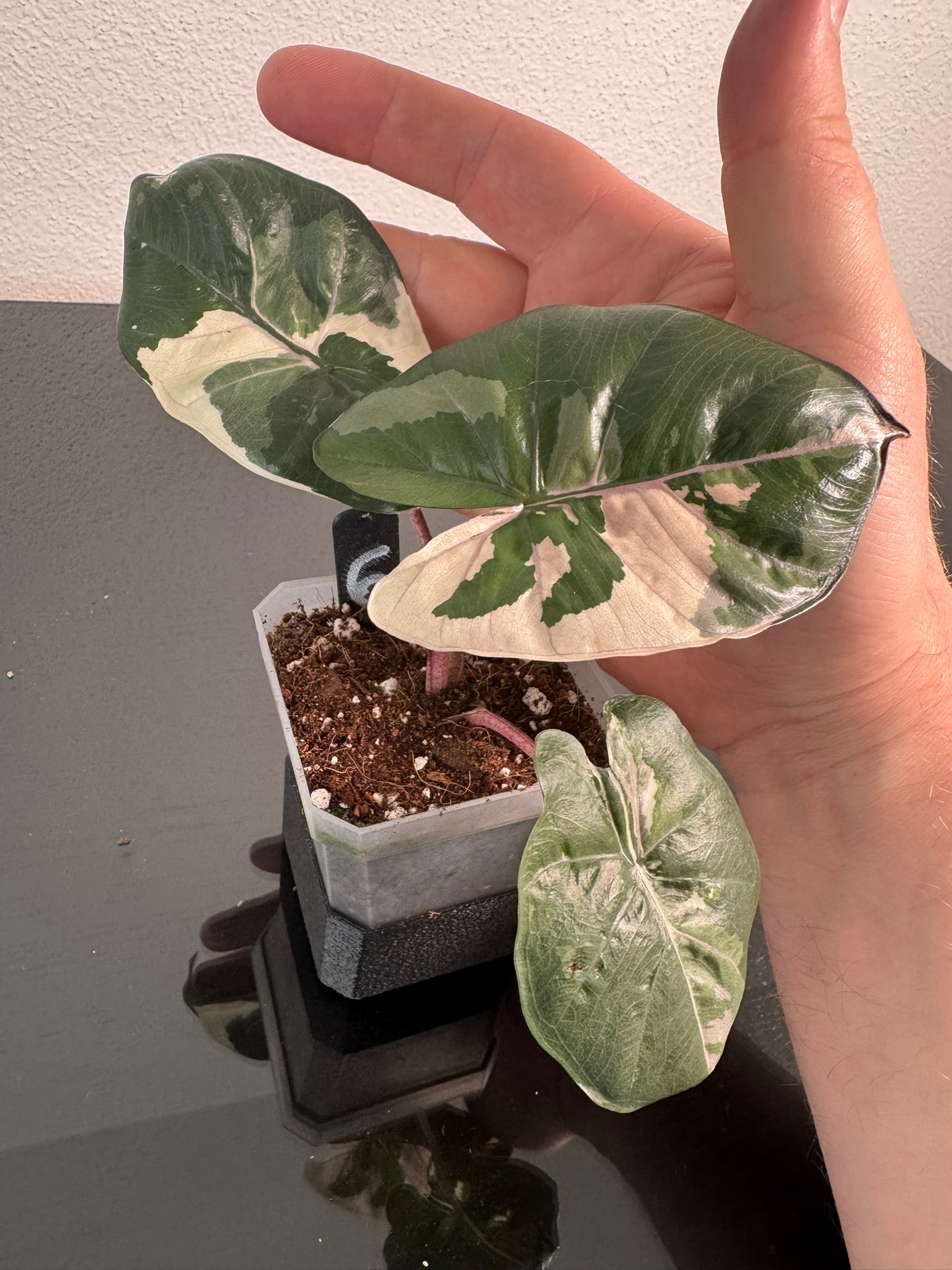 Alocasia Yucatan Princess FoxerasPlants