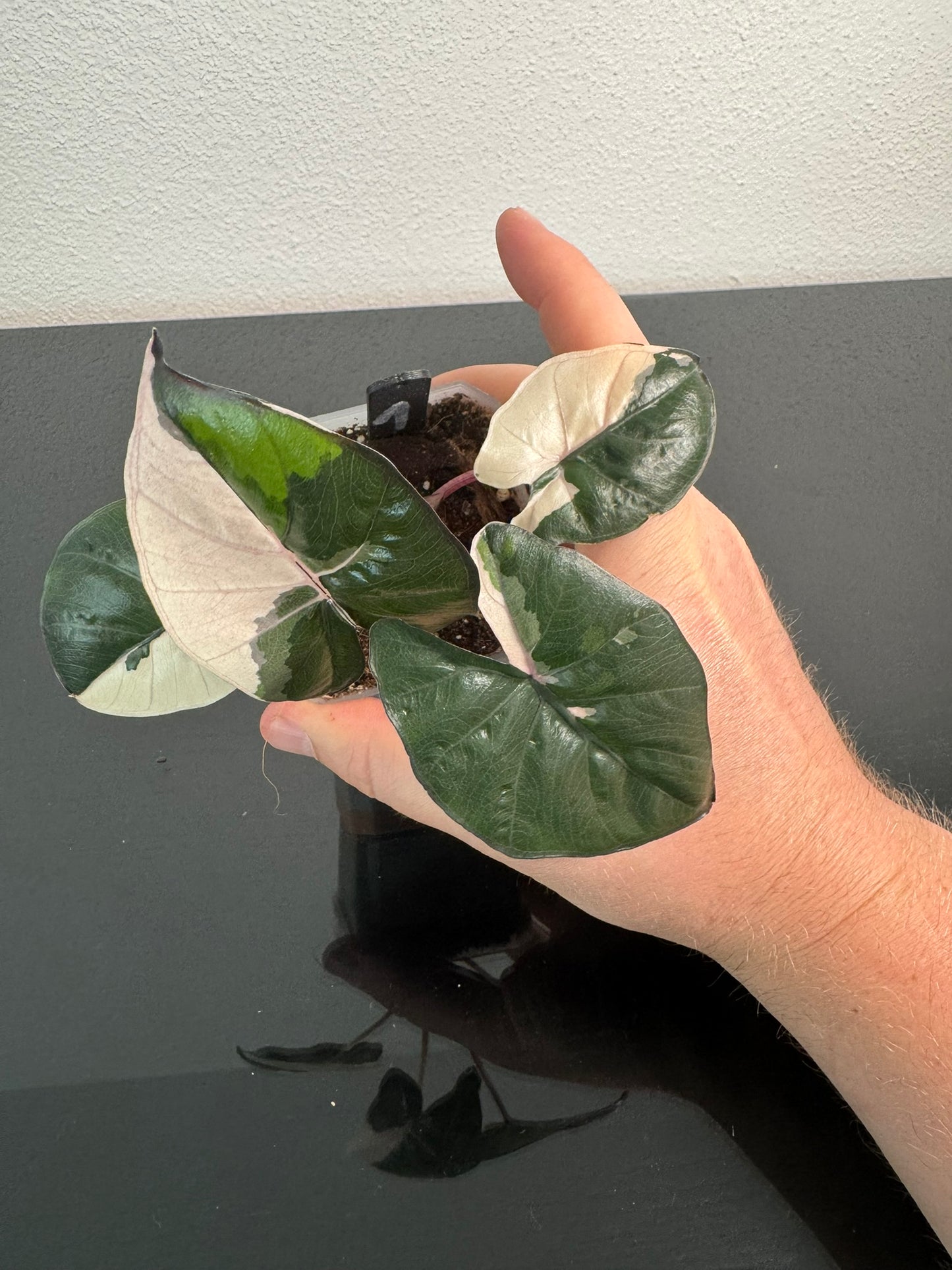 Alocasia Yucatan Princess FoxerasPlants