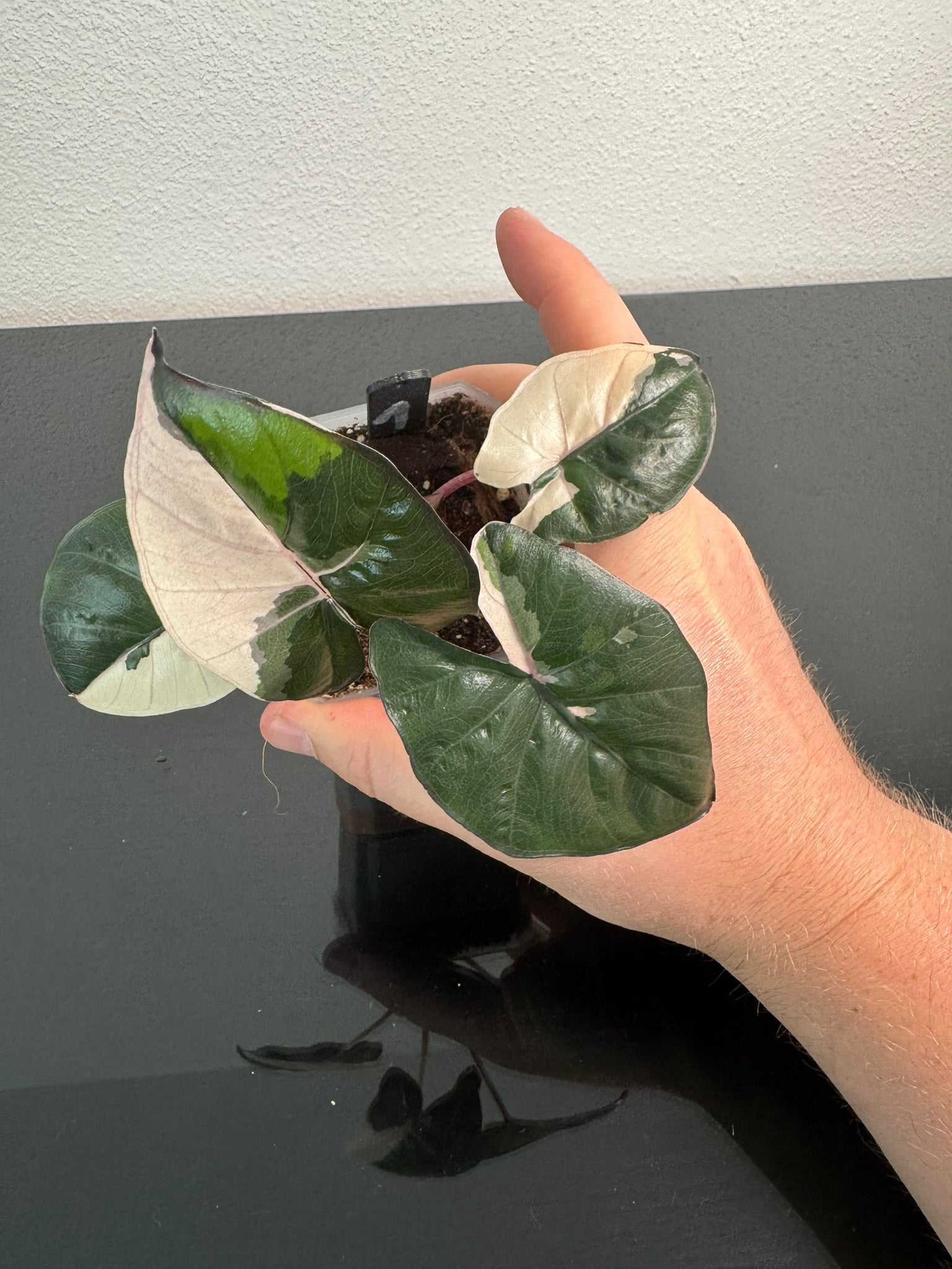 Alocasia Yucatan Princess FoxerasPlants