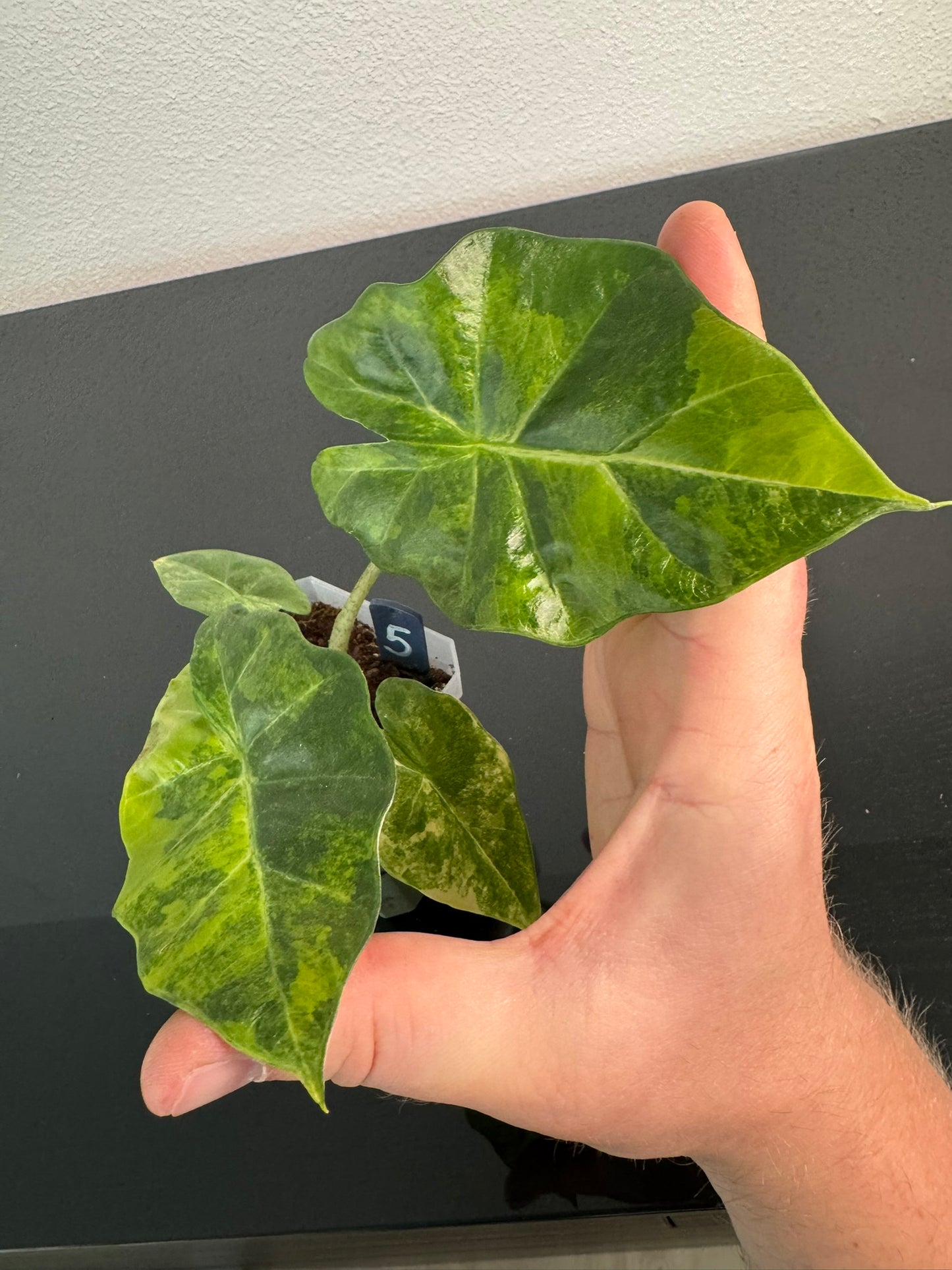 Alocasia Portodora Aurea FoxerasPlants