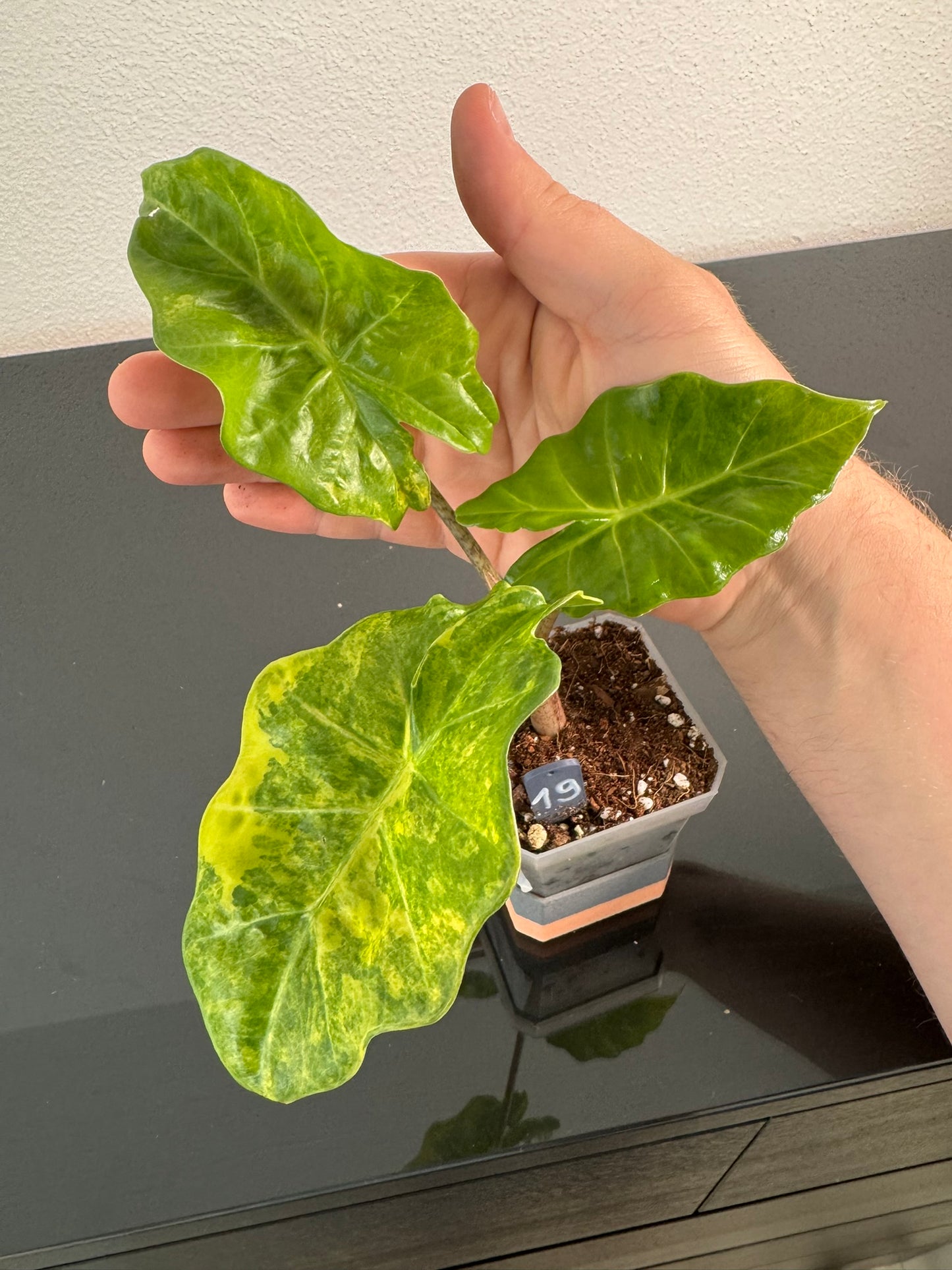 Alocasia Portodora Aurea FoxerasPlants