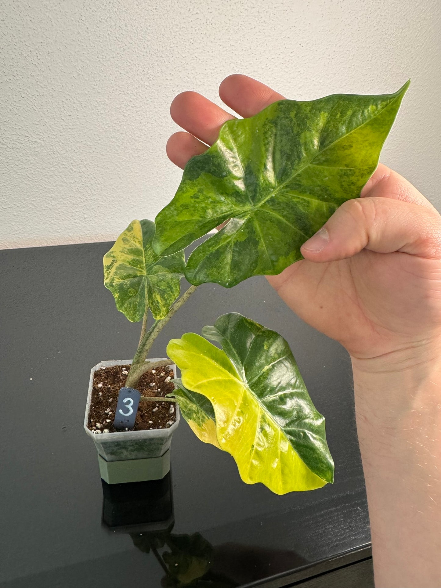 Alocasia Portodora Aurea FoxerasPlants