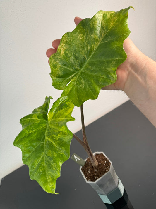 Alocasia Portodora Aurea FoxerasPlants