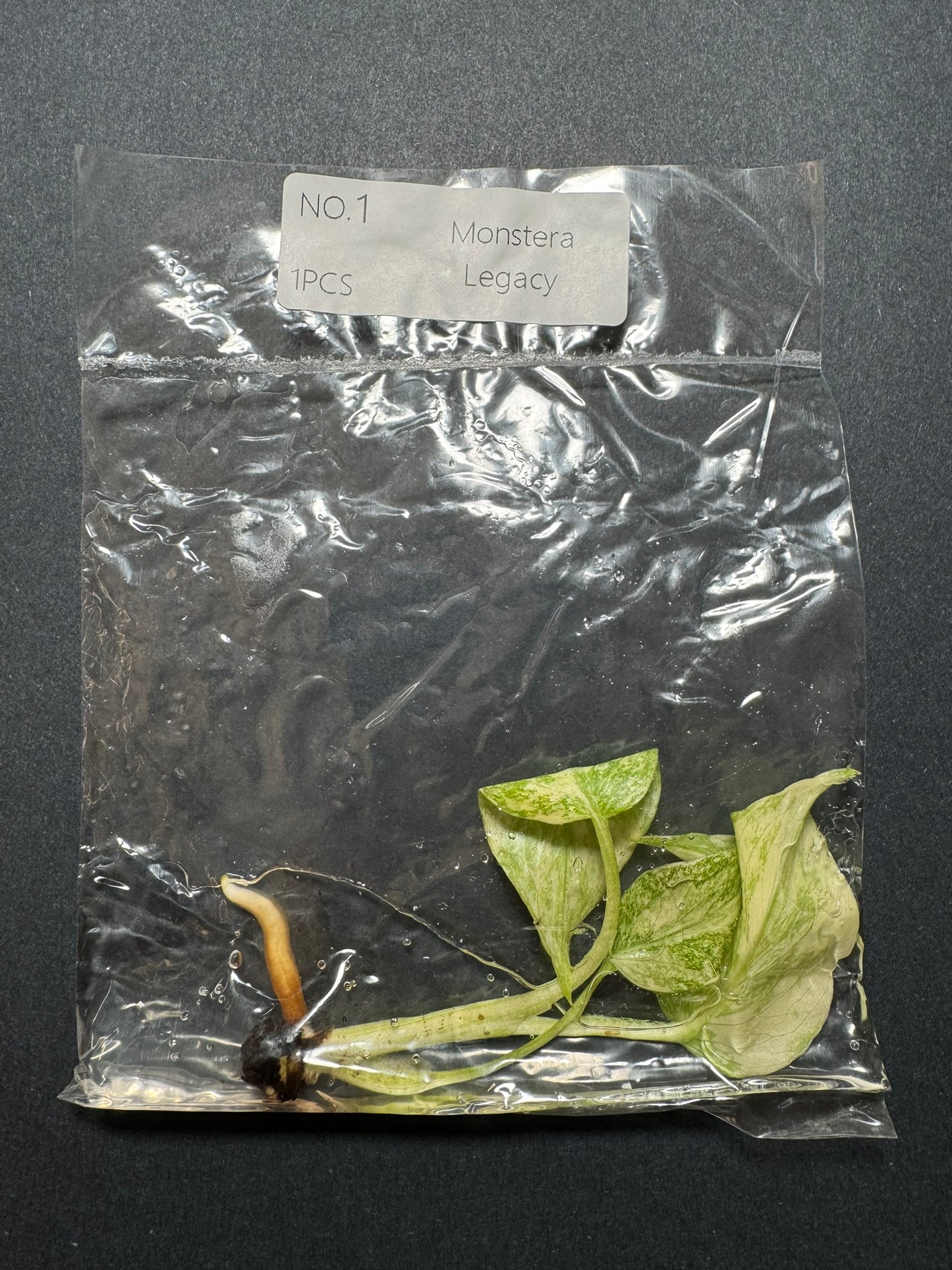 Monstera Legacy (im Beutel) FoxerasPlants