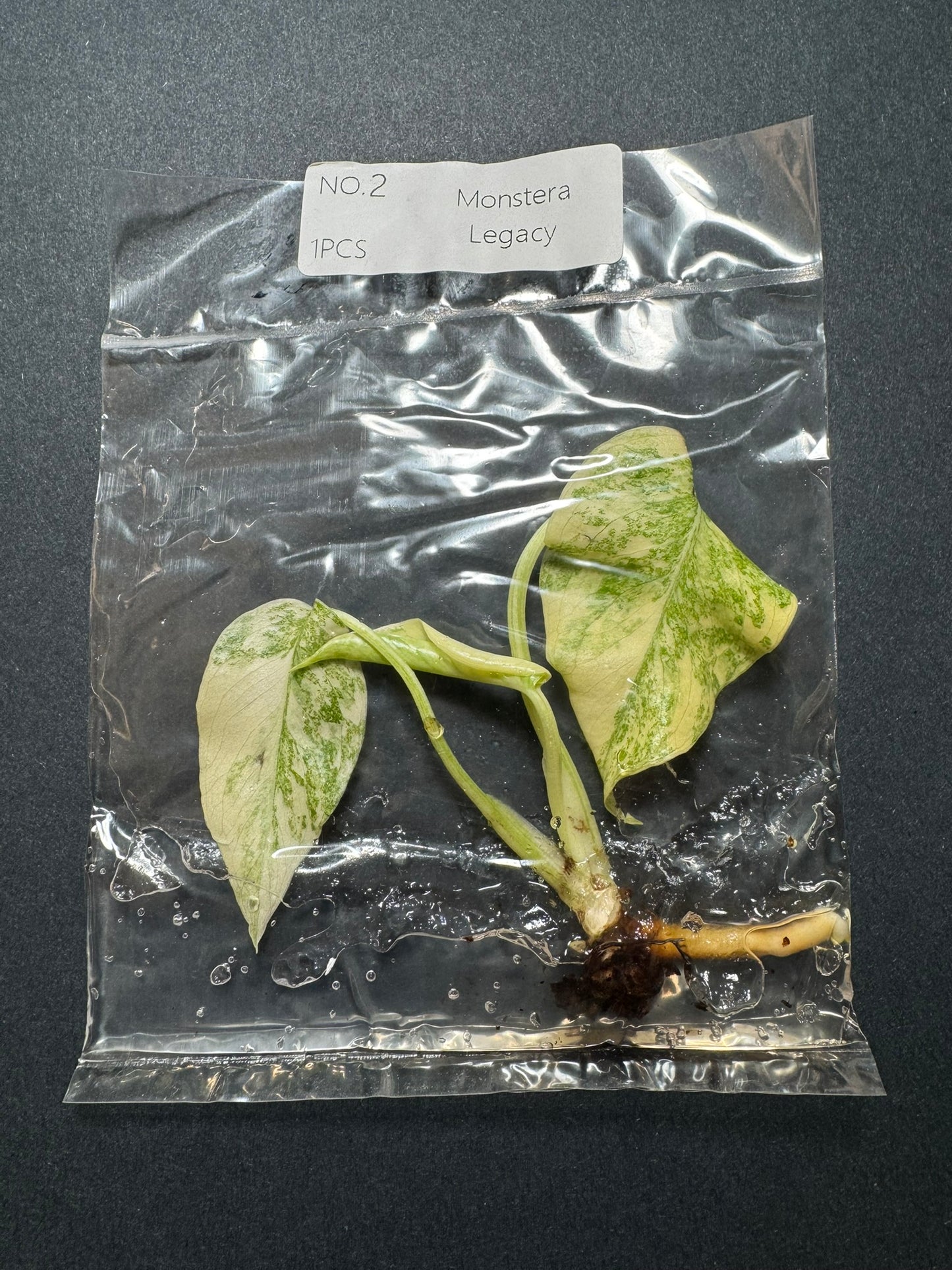 Monstera Legacy (im Beutel) FoxerasPlants