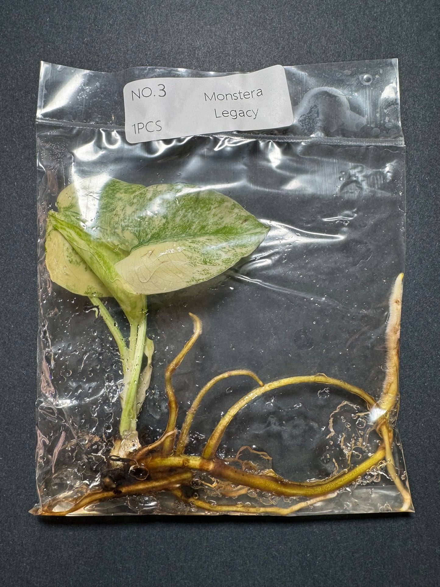 Monstera Legacy (im Beutel) FoxerasPlants