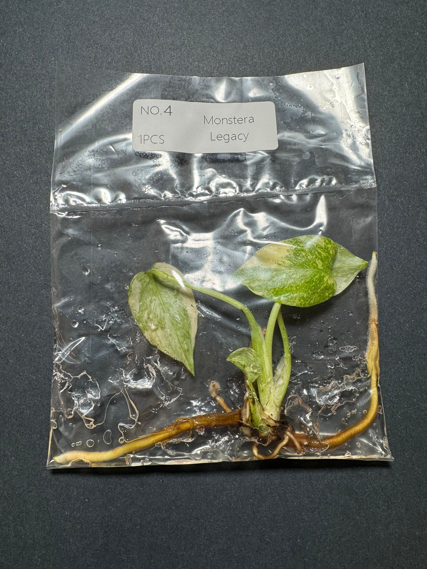 Monstera Legacy (im Beutel) FoxerasPlants