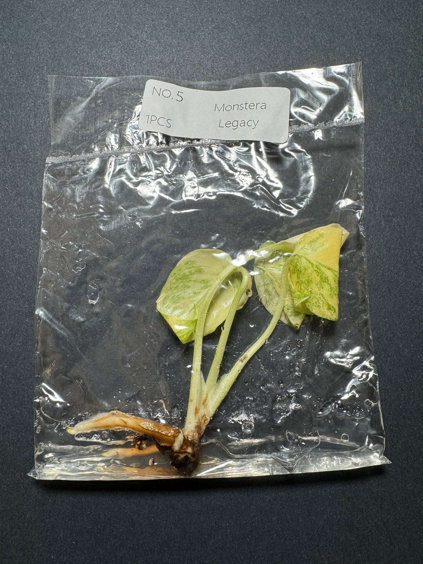 Monstera Legacy (im Beutel) FoxerasPlants