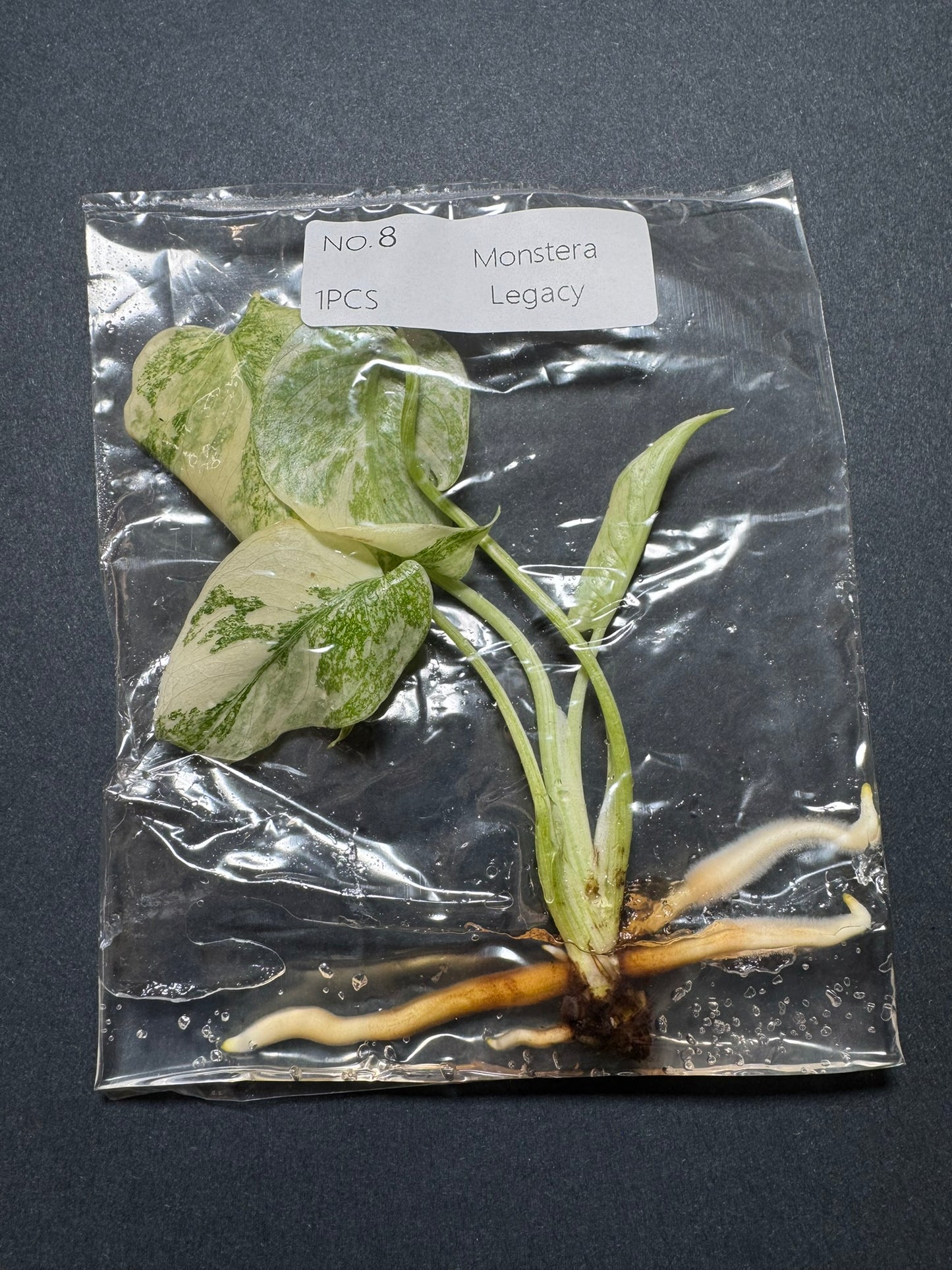 Monstera Legacy (im Beutel) FoxerasPlants