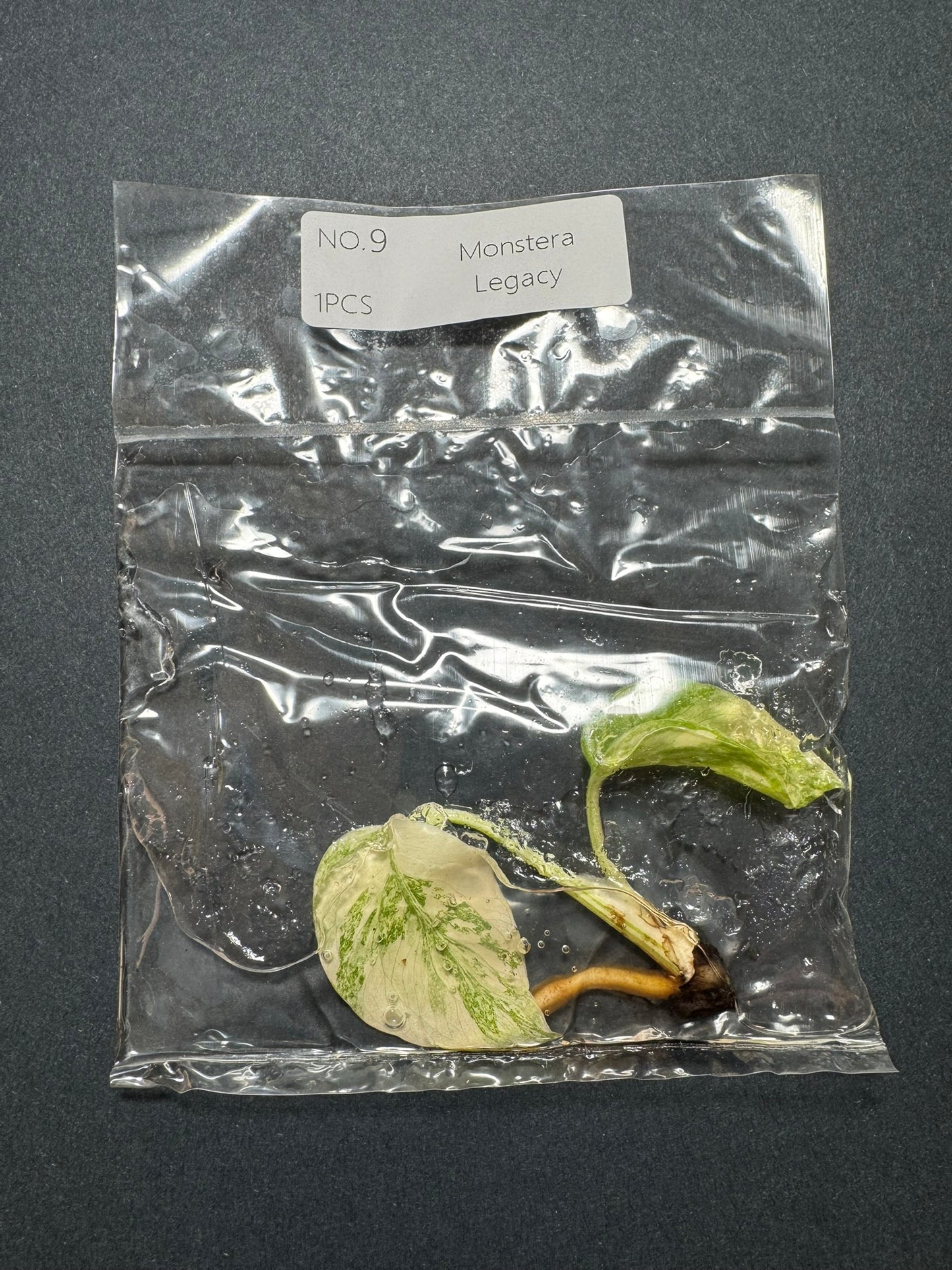 Monstera Legacy (im Beutel) FoxerasPlants