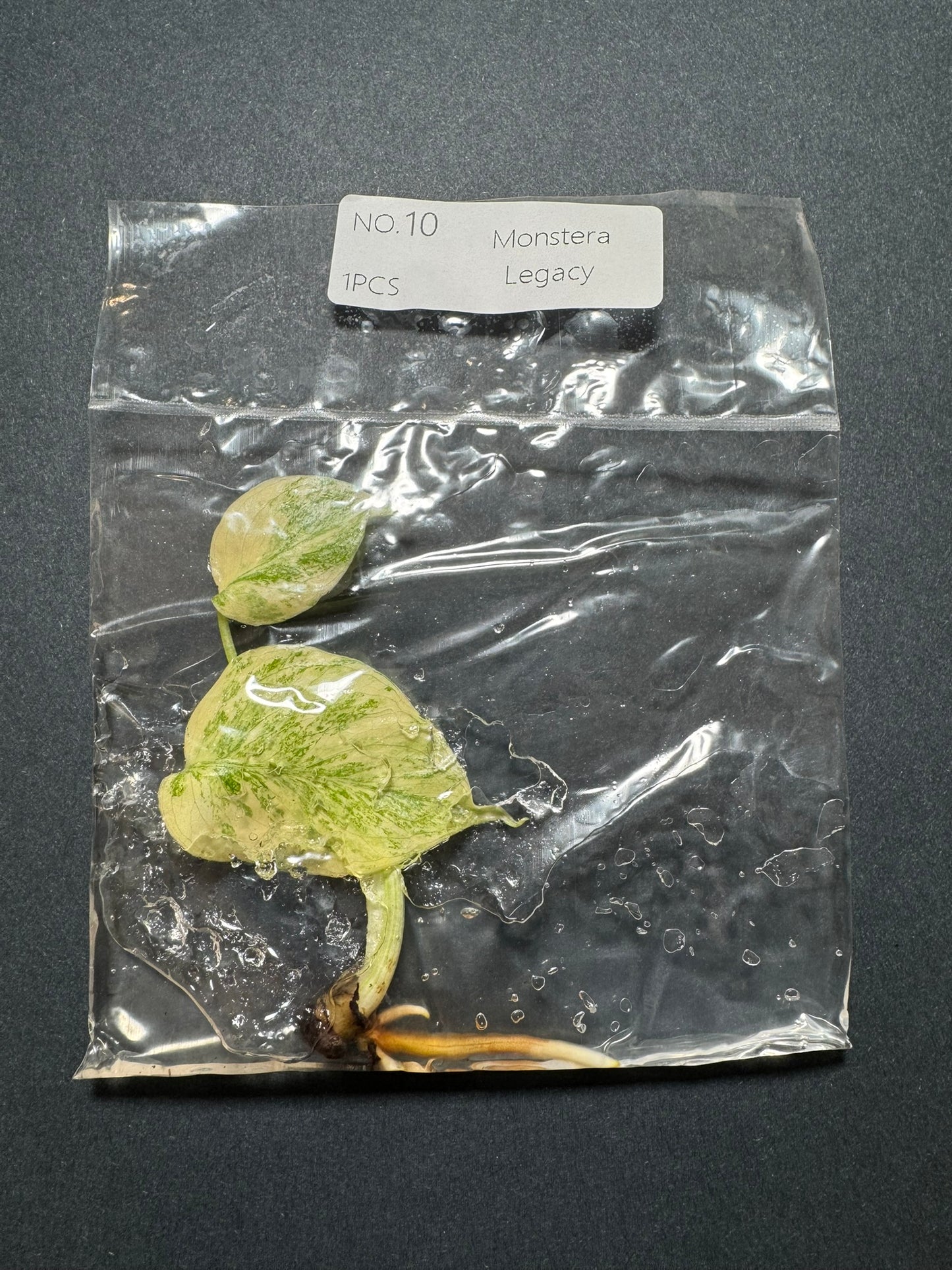 Monstera Legacy (im Beutel) FoxerasPlants