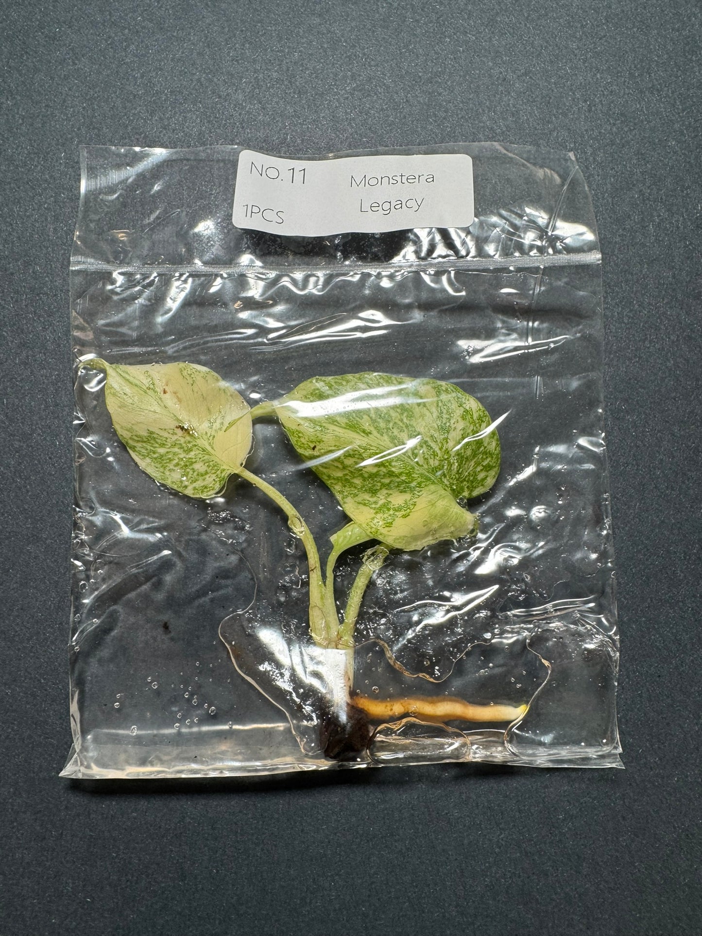 Monstera Legacy (im Beutel) FoxerasPlants