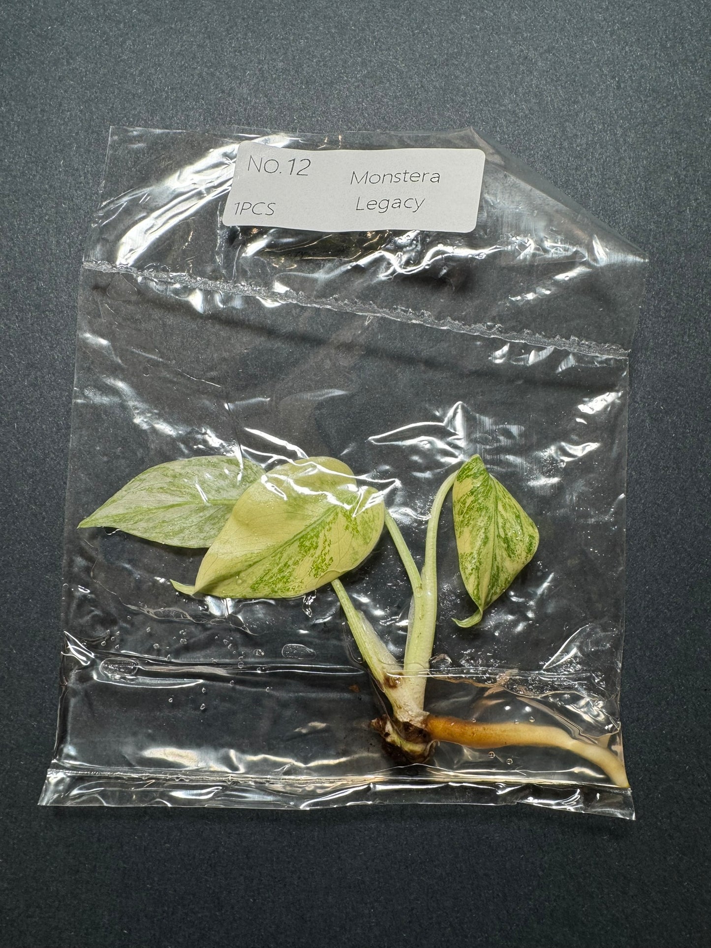 Monstera Legacy (im Beutel) FoxerasPlants