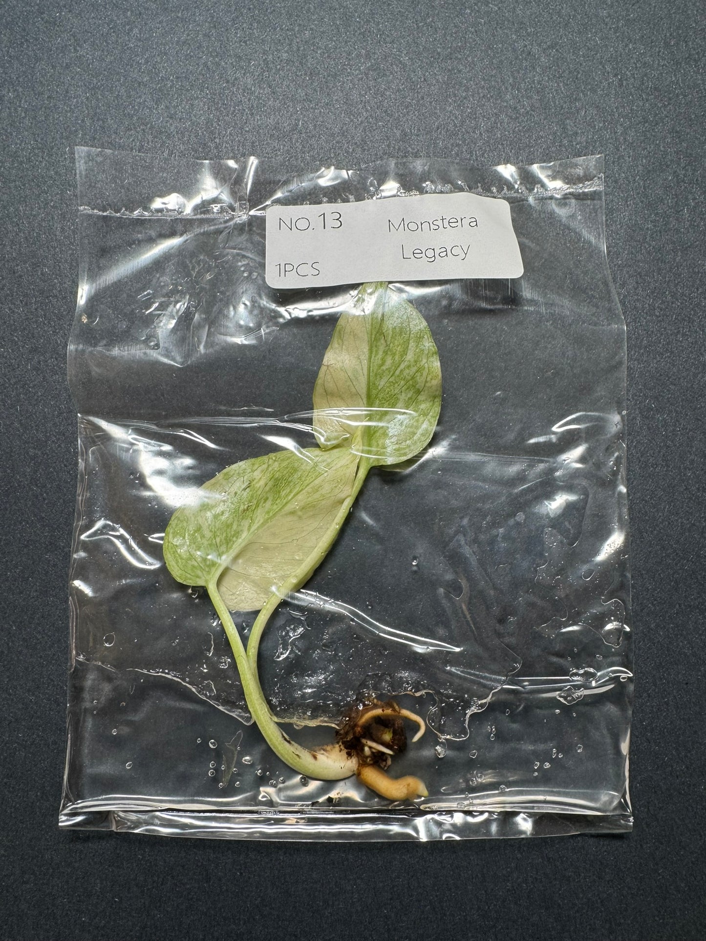 Monstera Legacy (im Beutel) FoxerasPlants