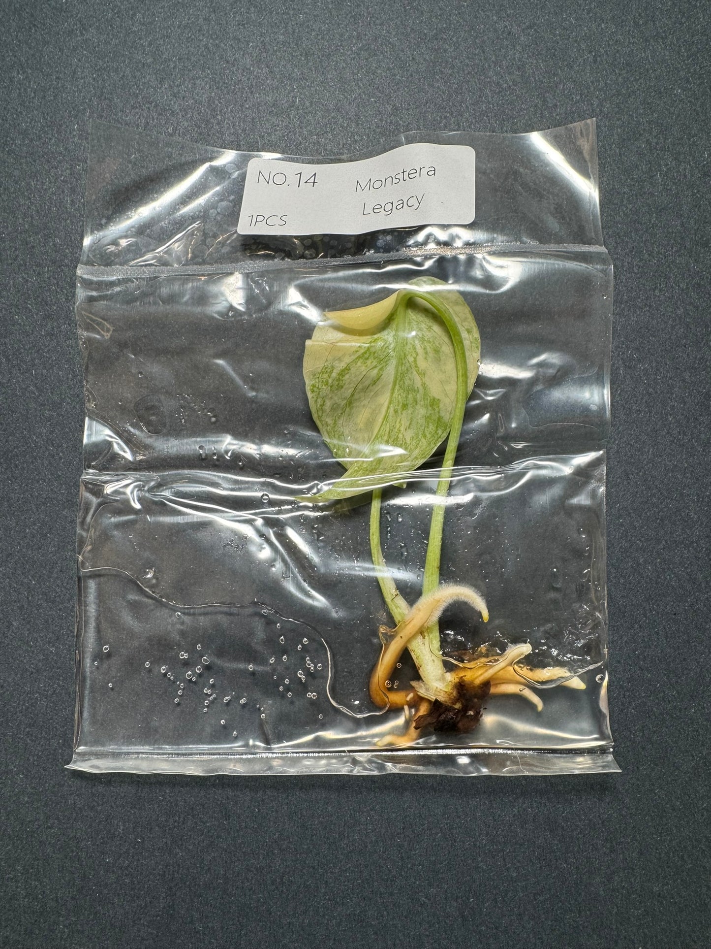 Monstera Legacy (im Beutel) FoxerasPlants
