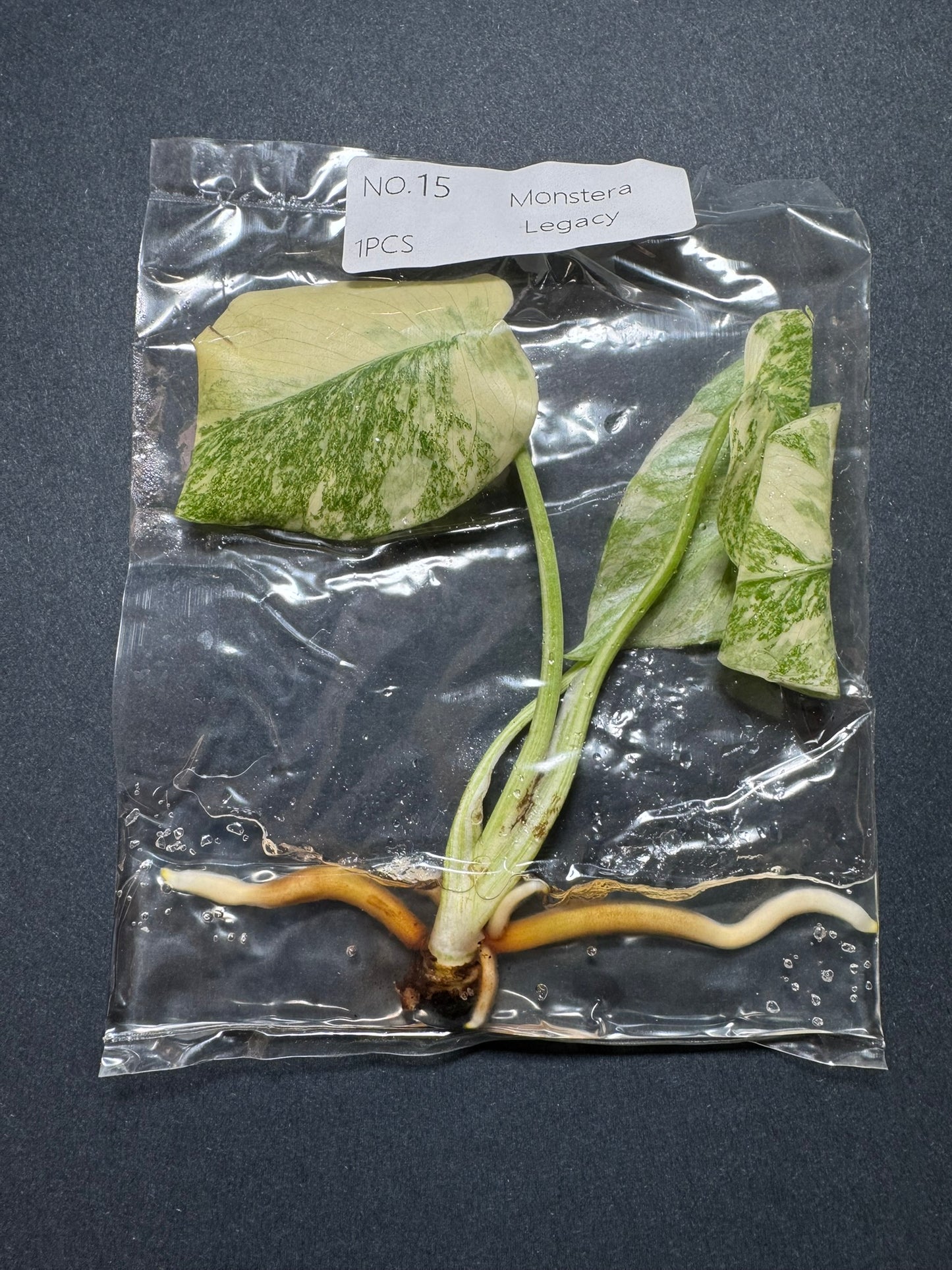 Monstera Legacy (im Beutel) FoxerasPlants