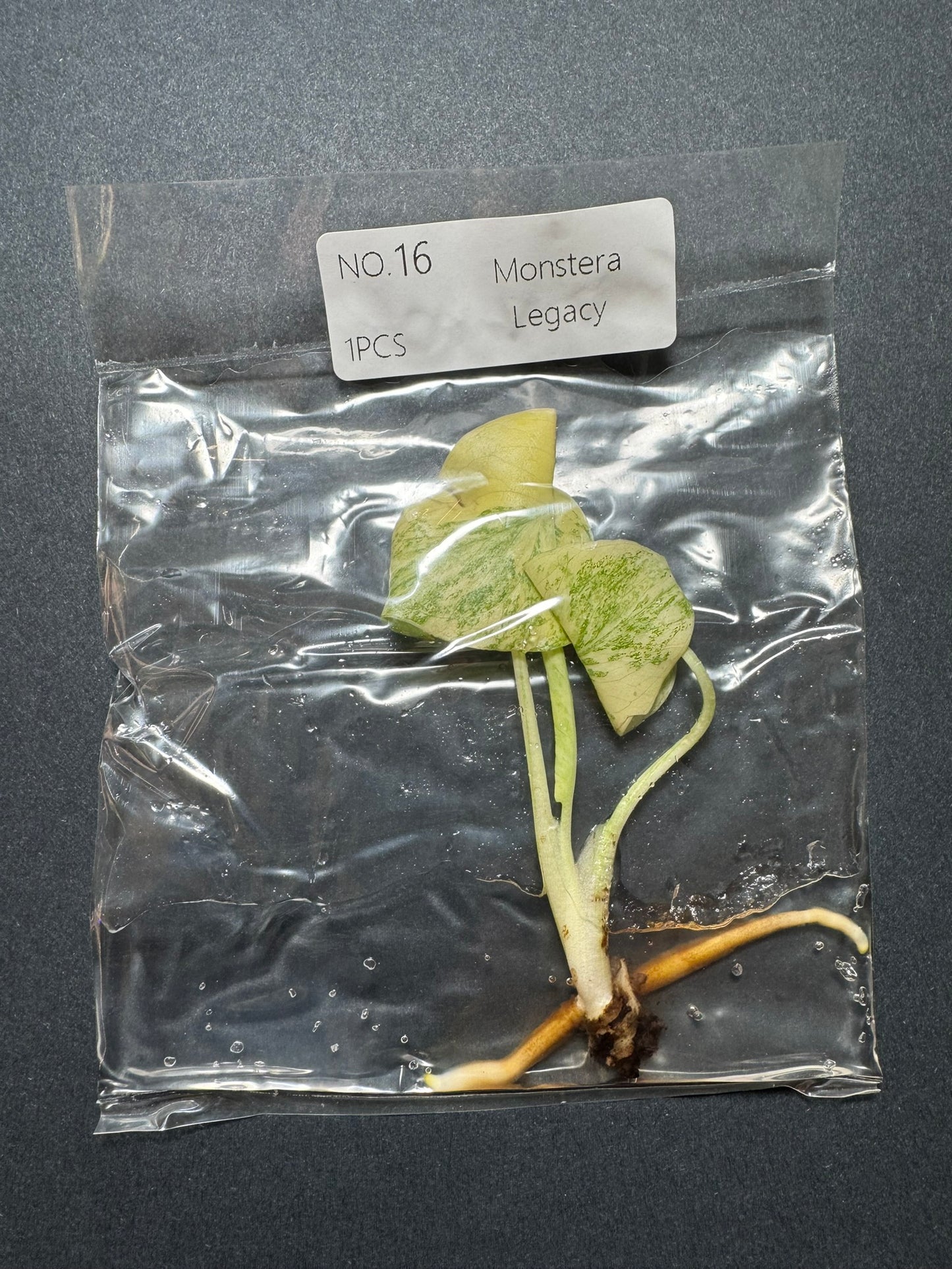 Monstera Legacy (im Beutel) FoxerasPlants