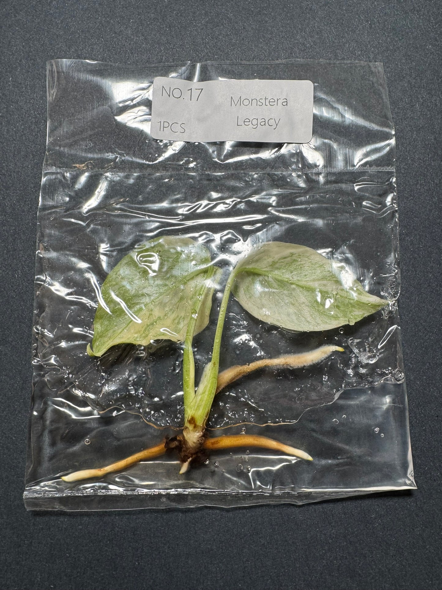 Monstera Legacy (im Beutel) FoxerasPlants