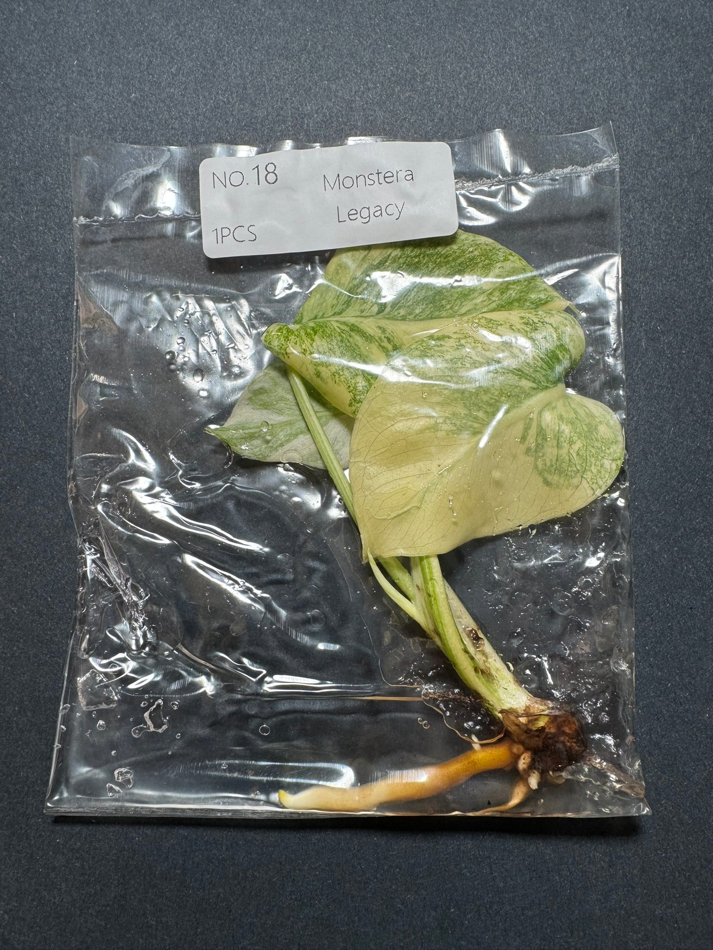Monstera Legacy (im Beutel) FoxerasPlants