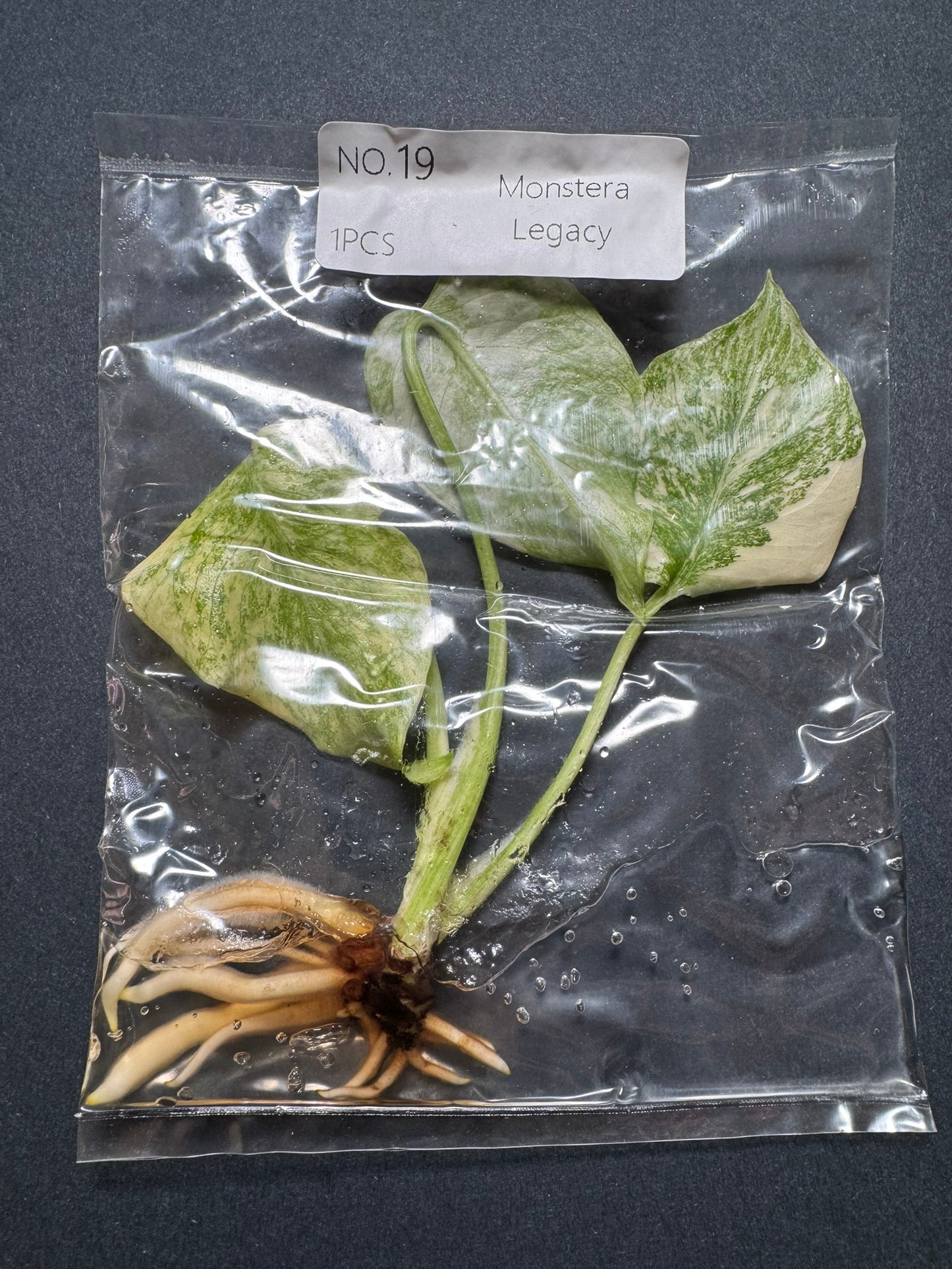 Monstera Legacy (im Beutel) FoxerasPlants
