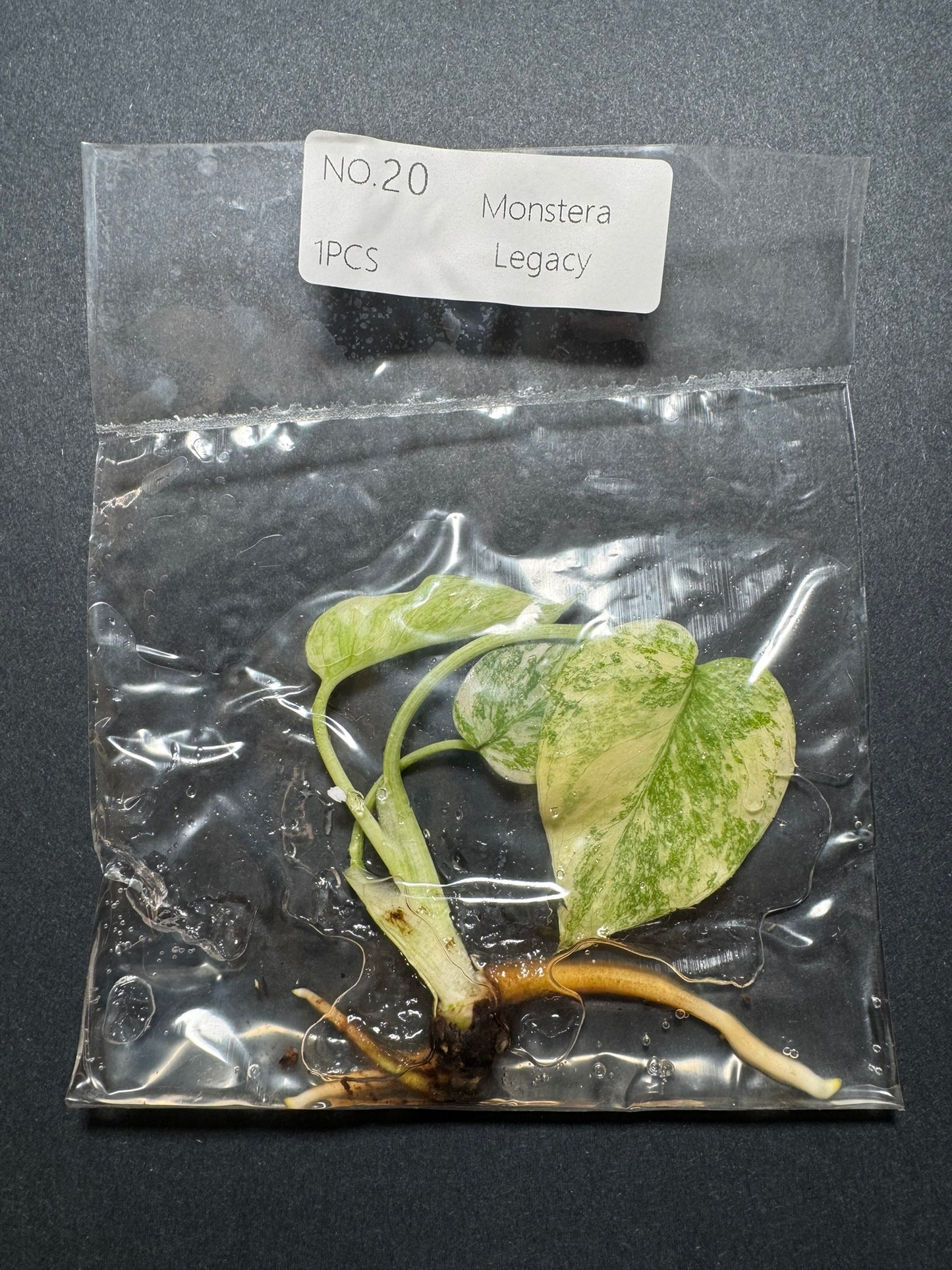 Monstera Legacy (im Beutel) FoxerasPlants