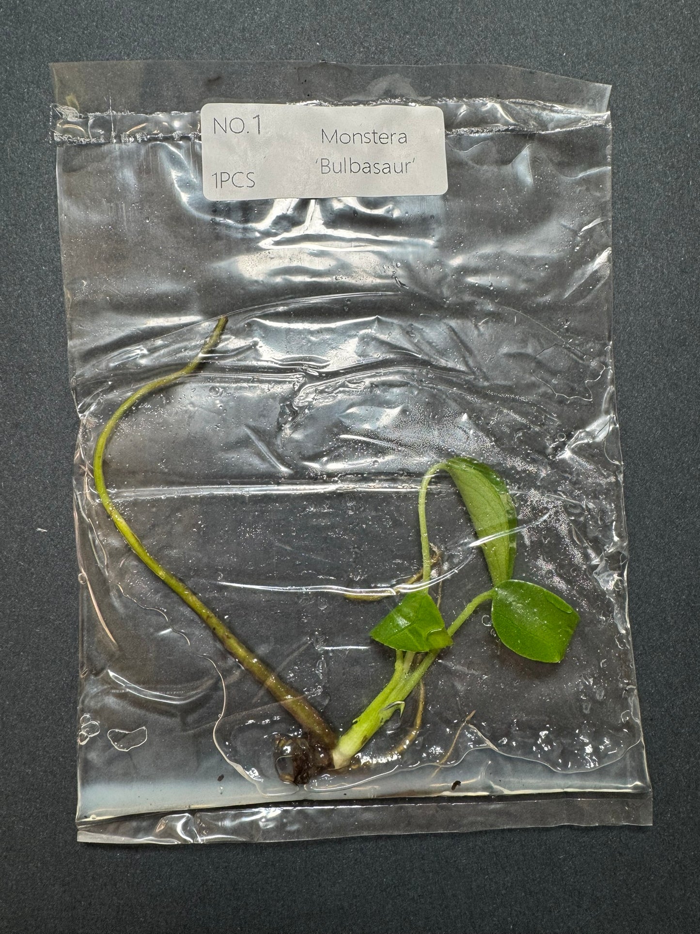 Monstera Bulbasaur TC (im Beutel) FoxerasPlants