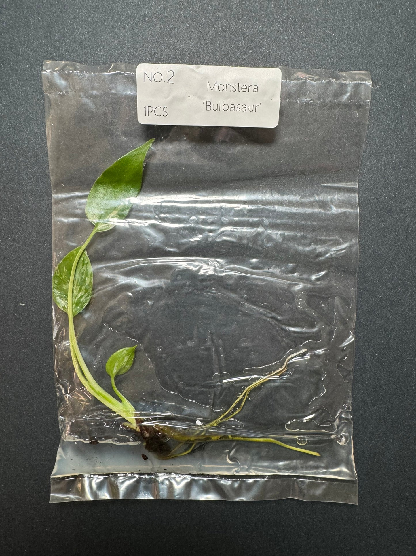 Monstera Bulbasaur TC (im Beutel) FoxerasPlants