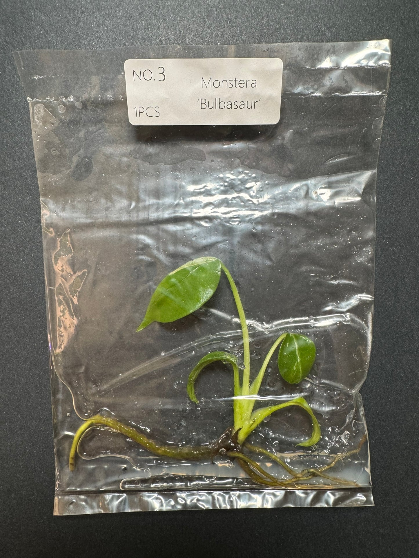 Monstera Bulbasaur TC (im Beutel) FoxerasPlants