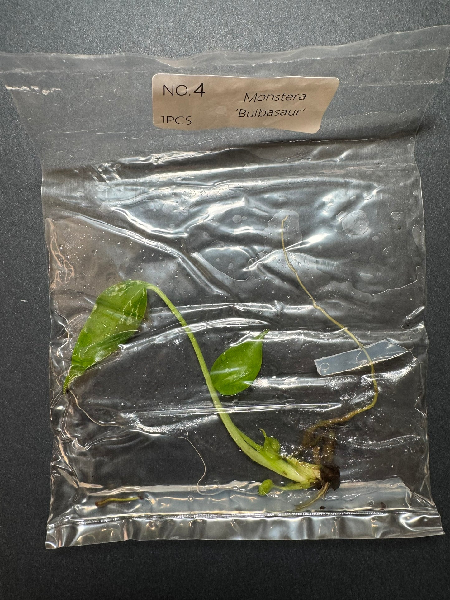 Monstera Bulbasaur TC (im Beutel) FoxerasPlants
