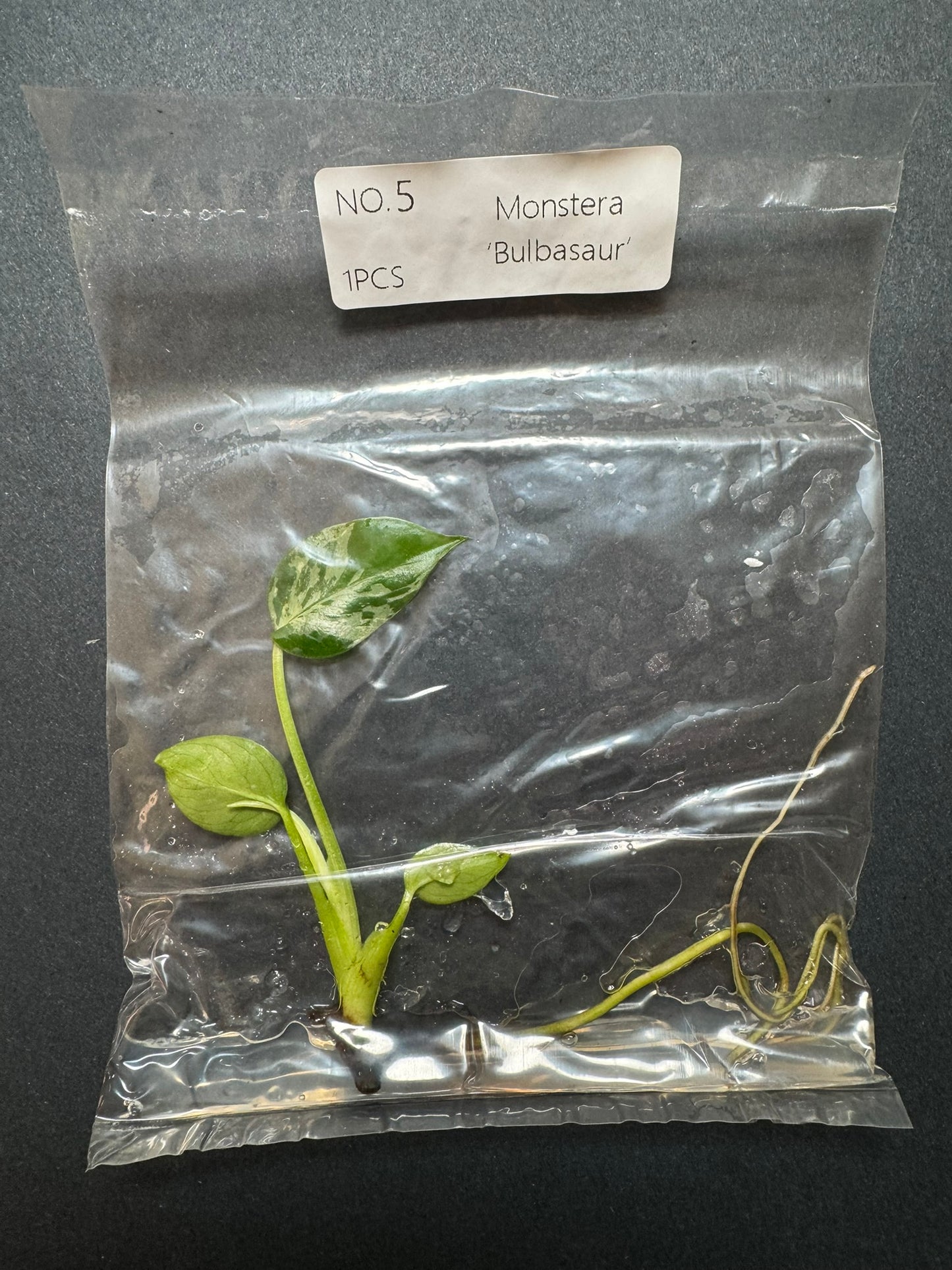Monstera Bulbasaur TC (im Beutel) FoxerasPlants