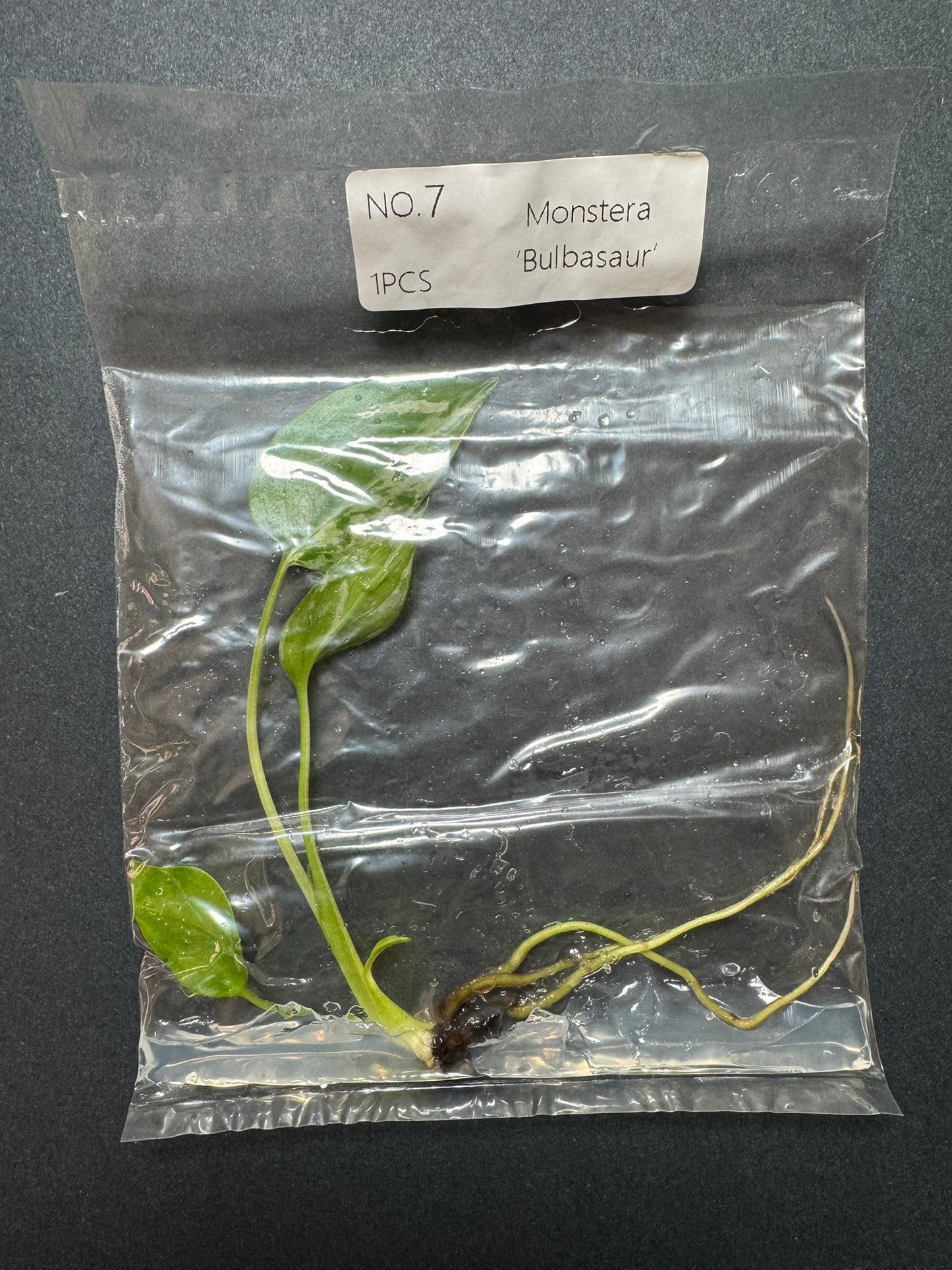 Monstera Bulbasaur TC (im Beutel) FoxerasPlants