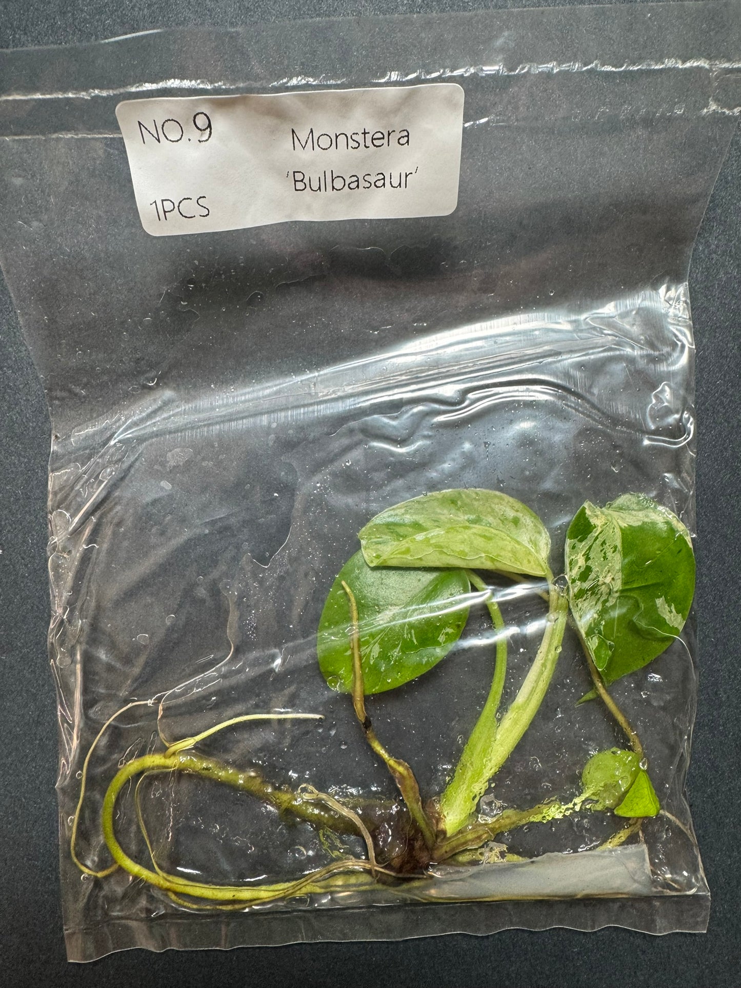 Monstera Bulbasaur TC (im Beutel) FoxerasPlants
