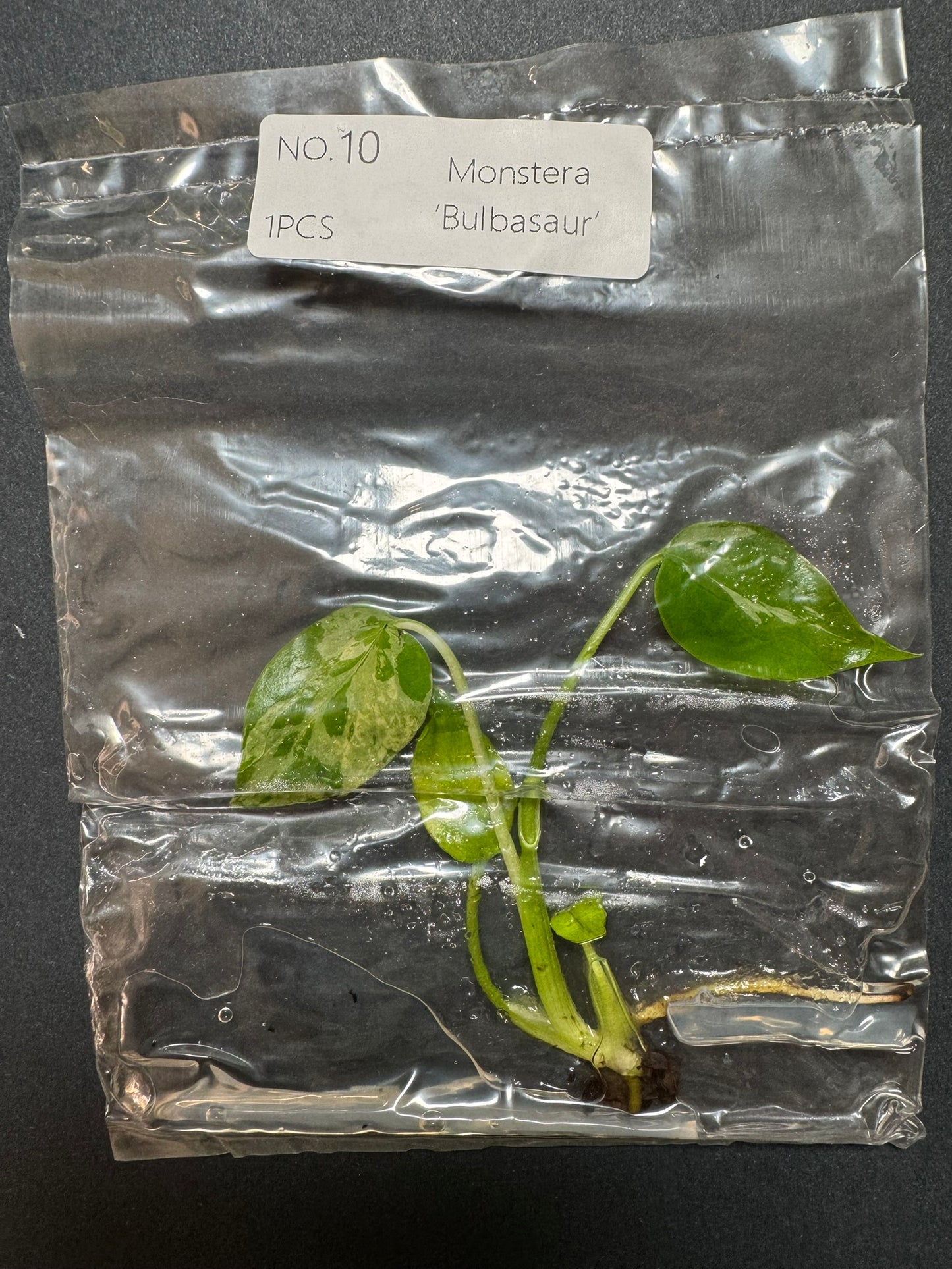 Monstera Bulbasaur TC (im Beutel) FoxerasPlants