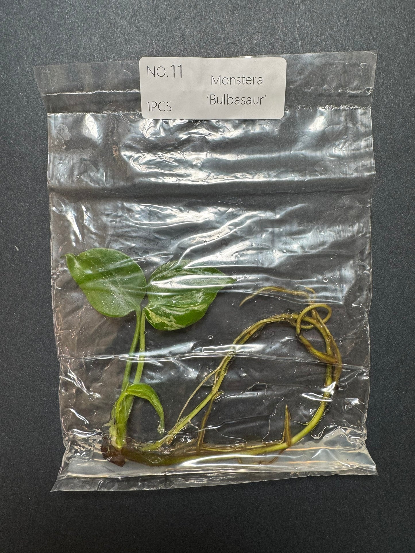 Monstera Bulbasaur TC (im Beutel) FoxerasPlants