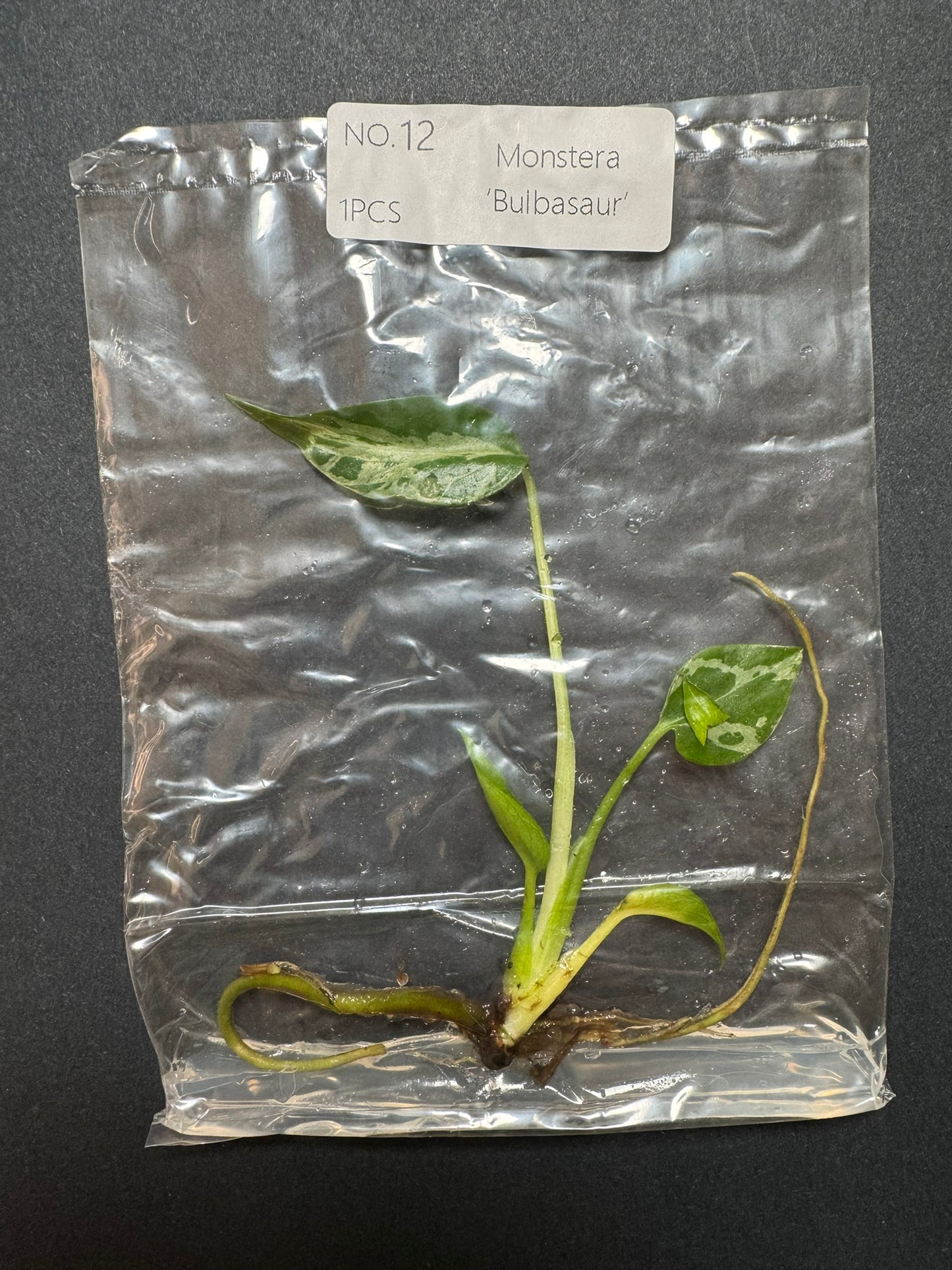 Monstera Bulbasaur TC (im Beutel) FoxerasPlants