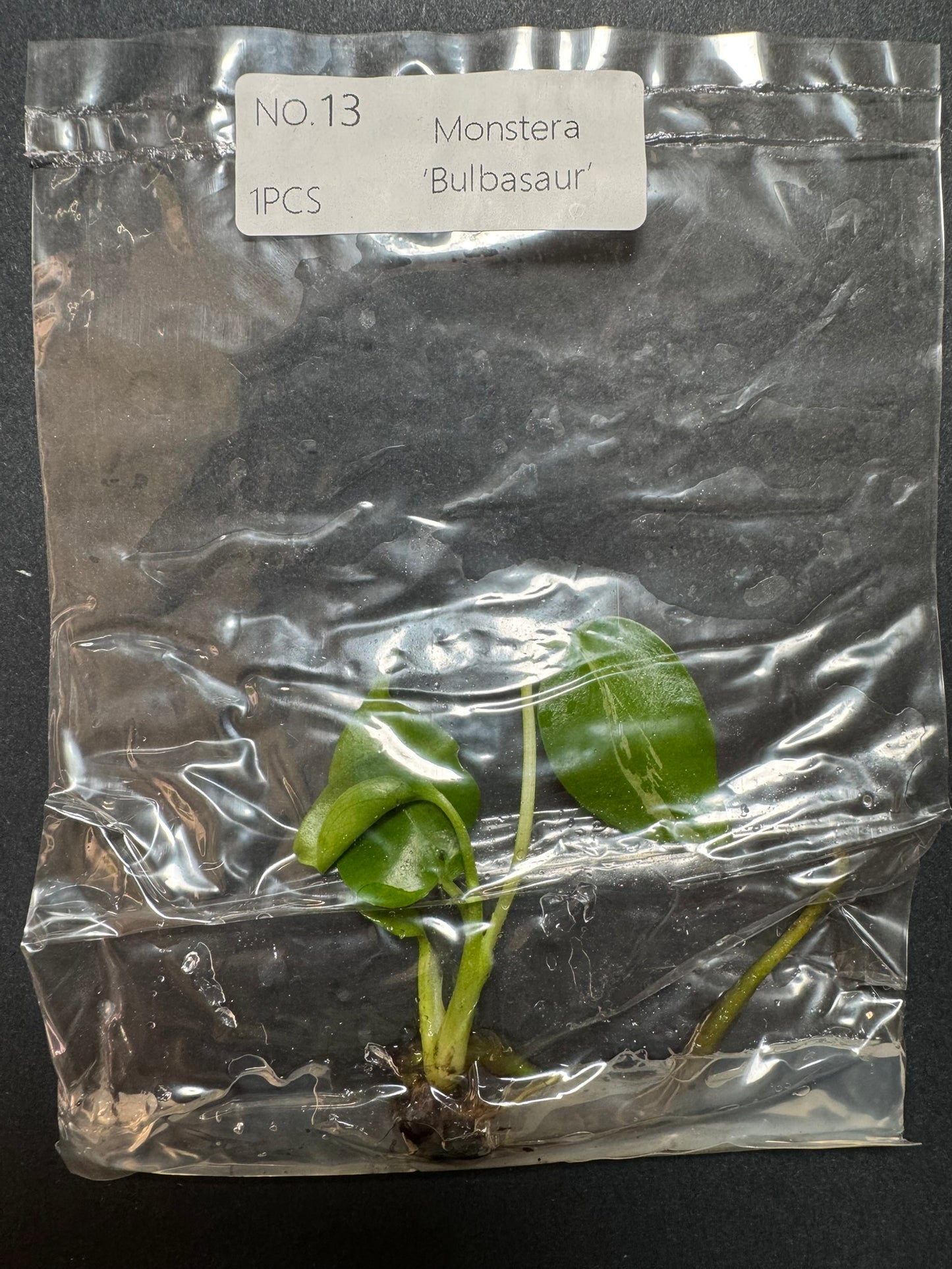 Monstera Bulbasaur TC (im Beutel) FoxerasPlants
