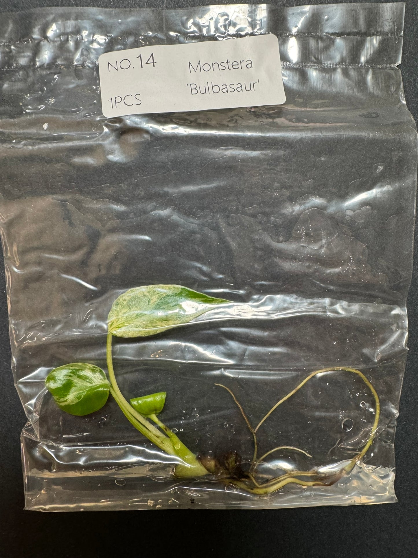 Monstera Bulbasaur TC (im Beutel) FoxerasPlants