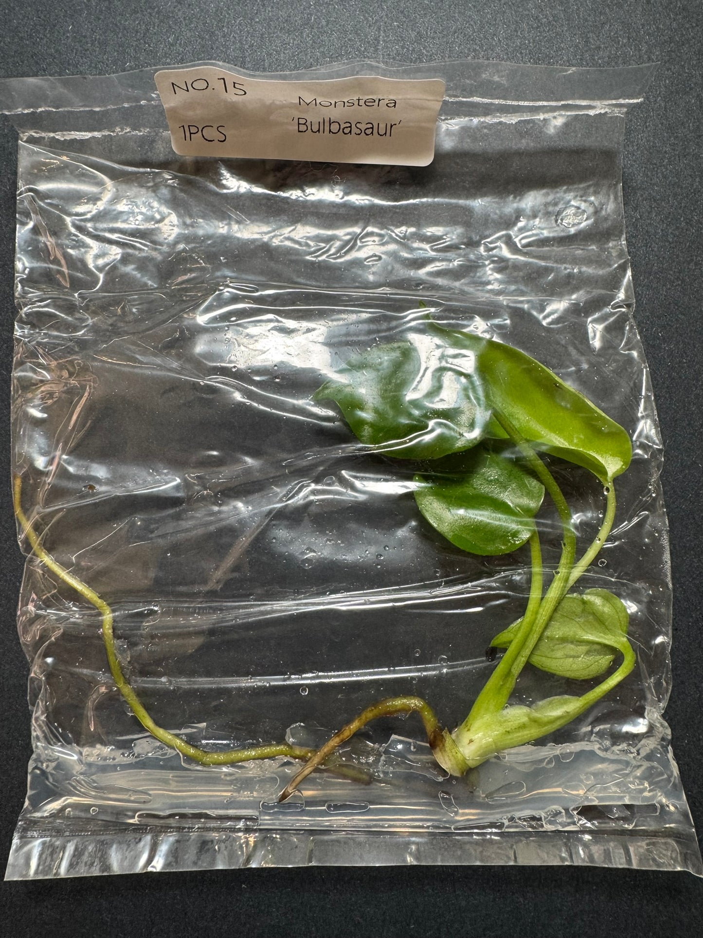 Monstera Bulbasaur TC (im Beutel) FoxerasPlants