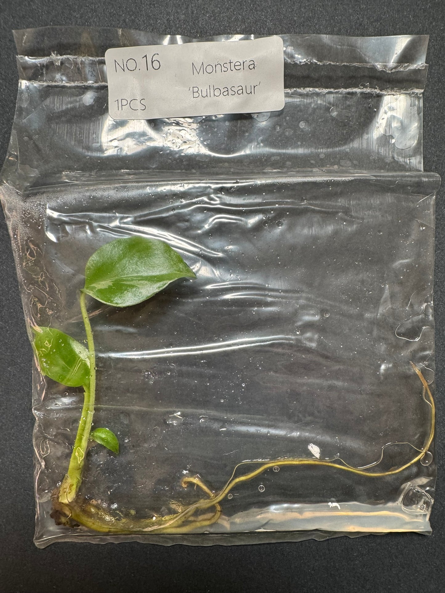Monstera Bulbasaur TC (im Beutel) FoxerasPlants