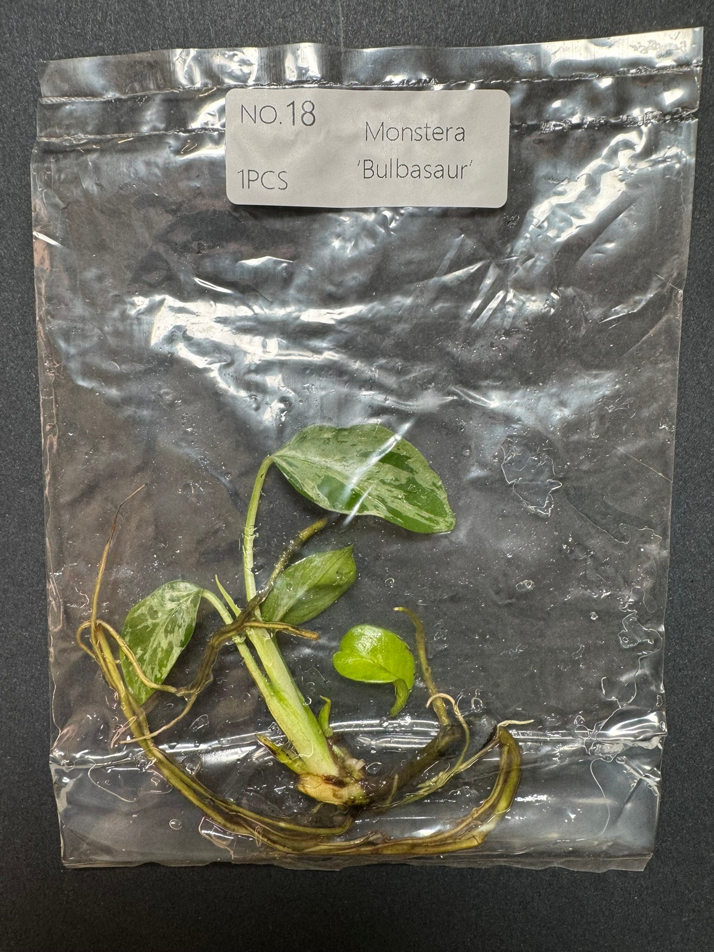 Monstera Bulbasaur TC (im Beutel) FoxerasPlants