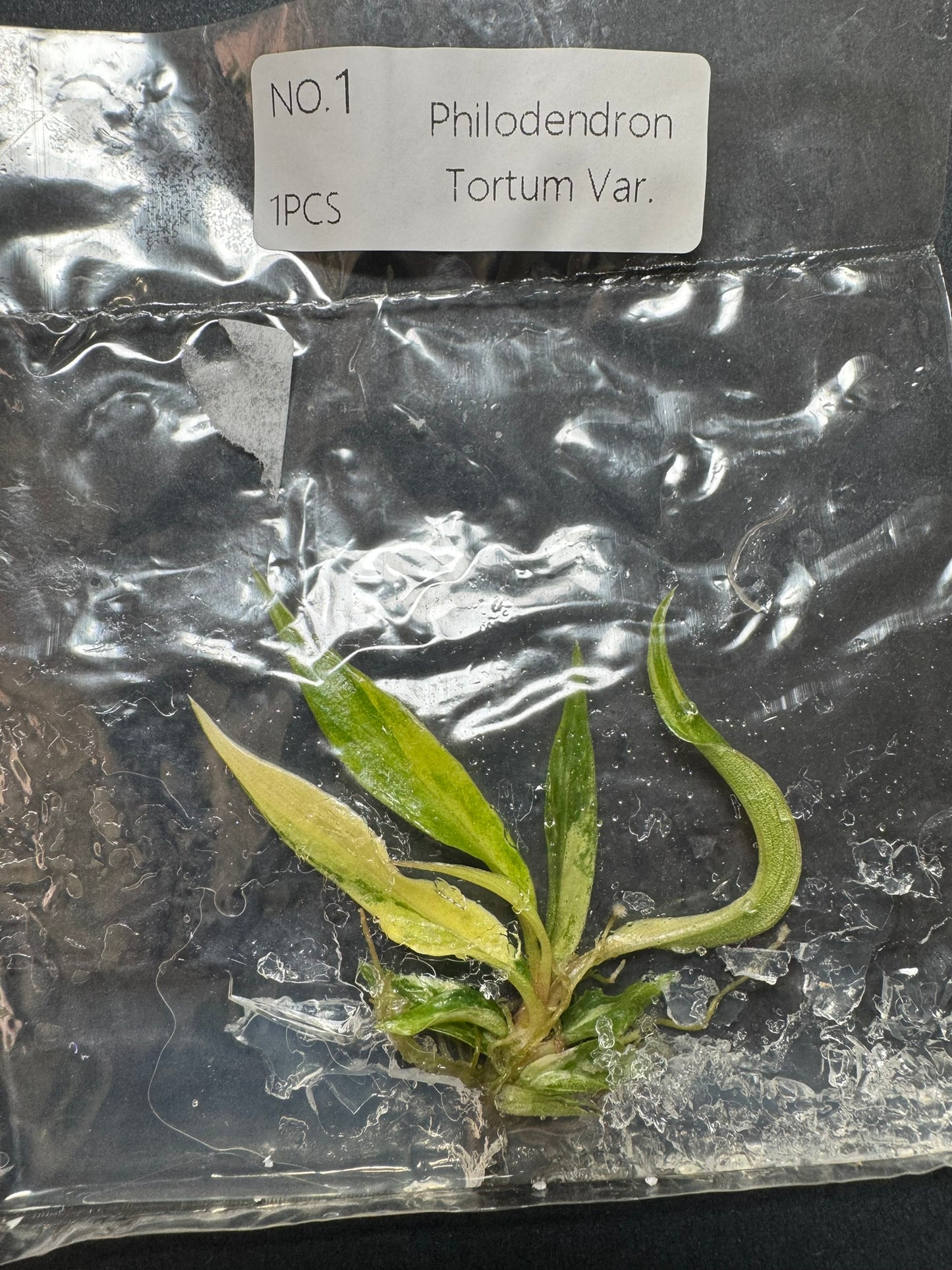 Philodendron Tortum Variegata (im Beutel) FoxerasPlants