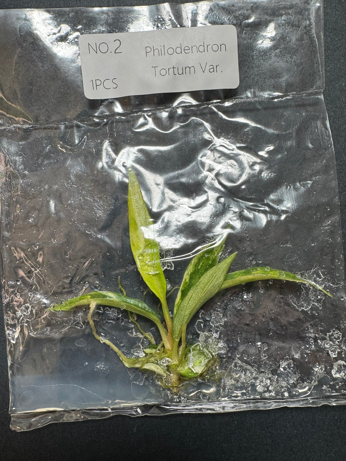 Philodendron Tortum Variegata (im Beutel) FoxerasPlants