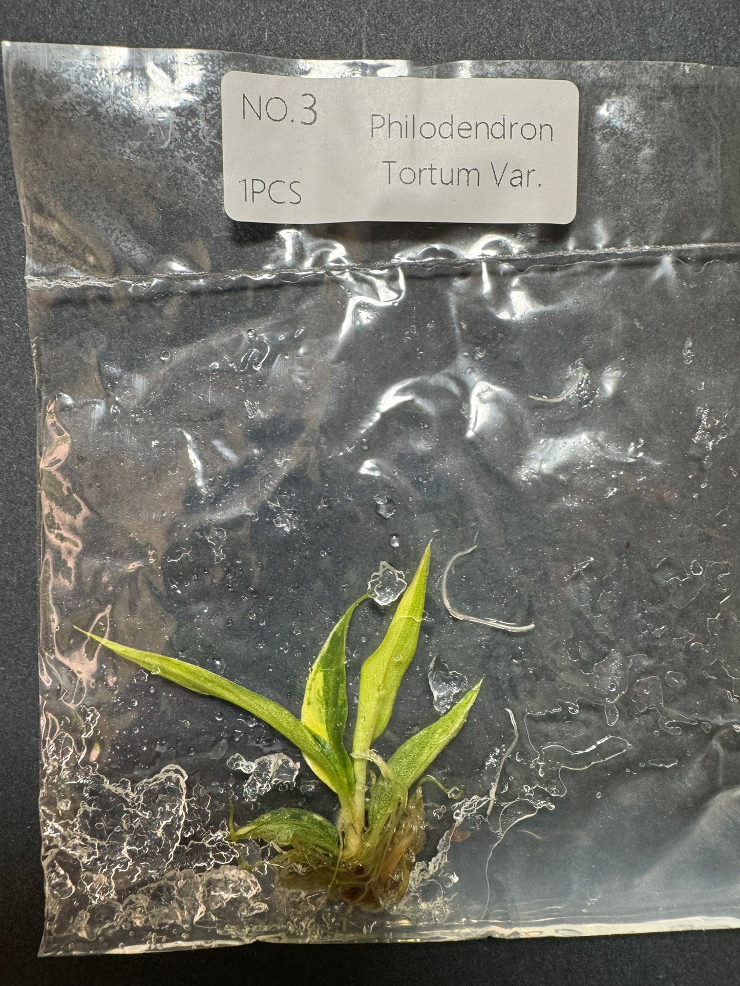 Philodendron Tortum Variegata (im Beutel) FoxerasPlants